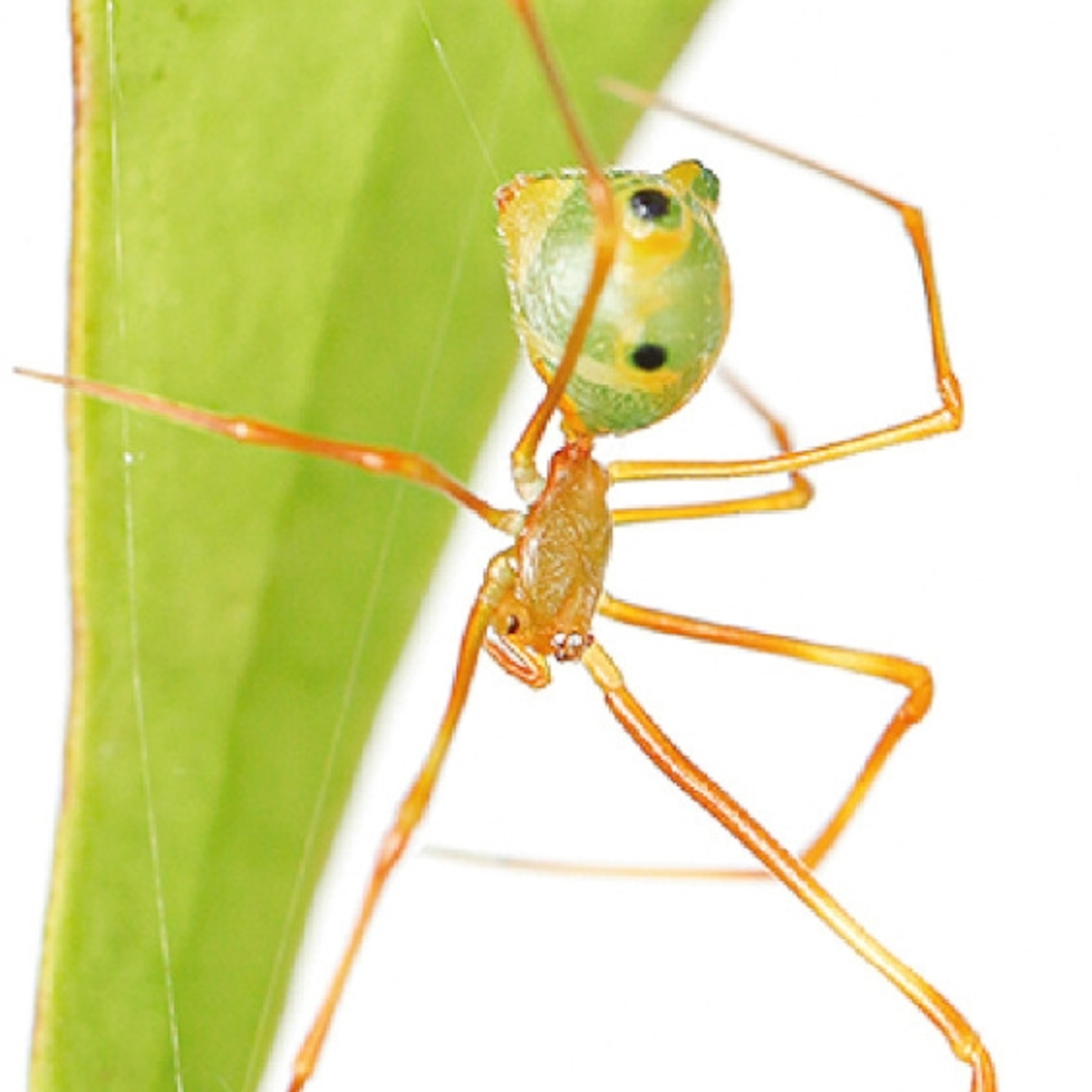 A green spider with thin legs clings to the edge of a vibrant green leaf against a plain white background
