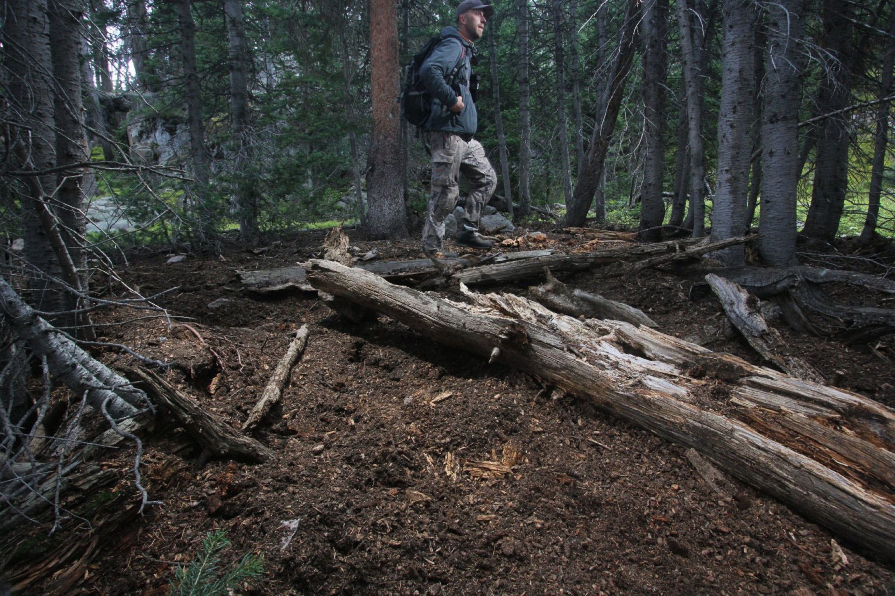 photographer Drew Rush testing his camera traps in the forest, Wyoming