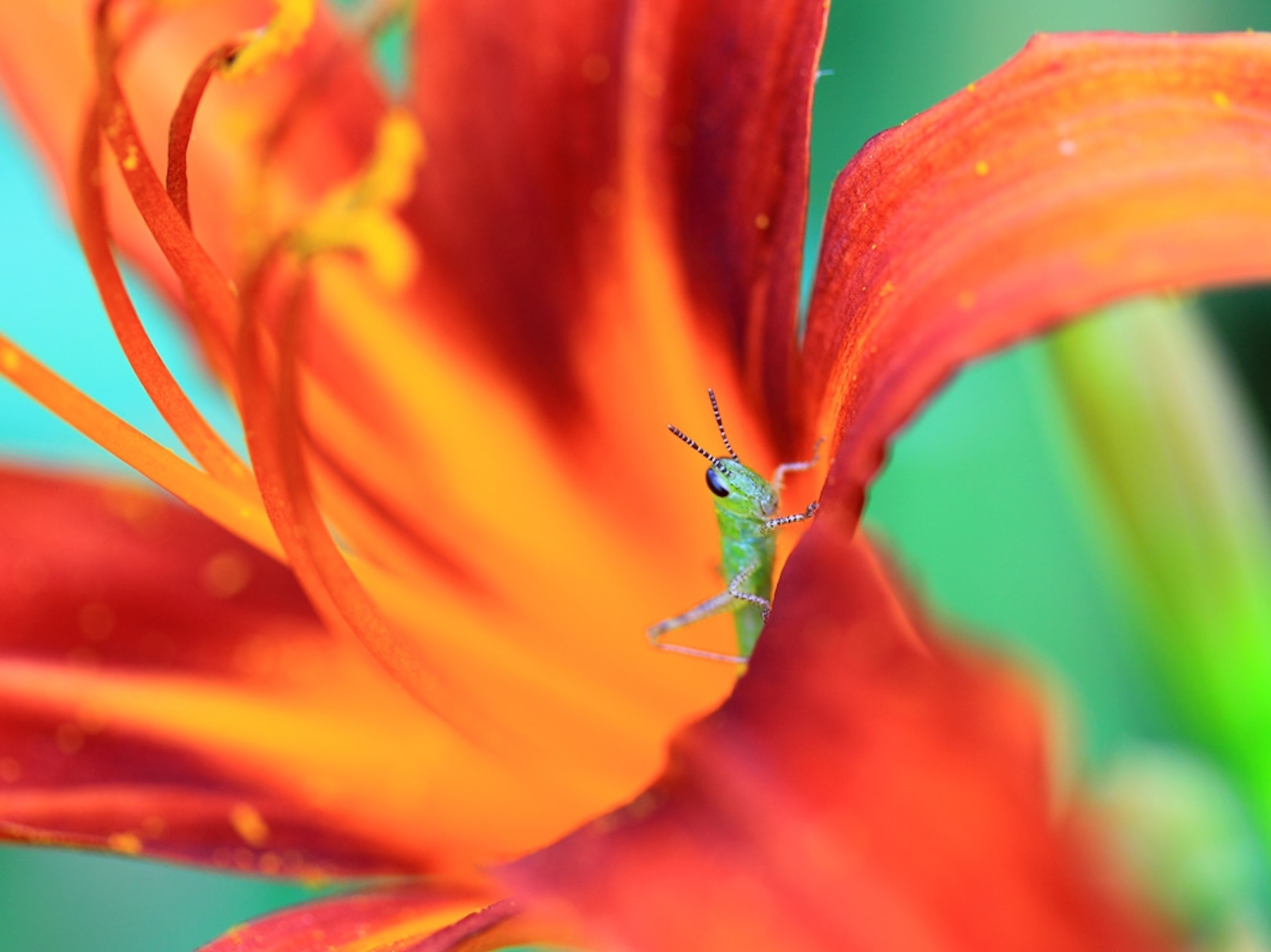 Grasshopper on a colorful flower