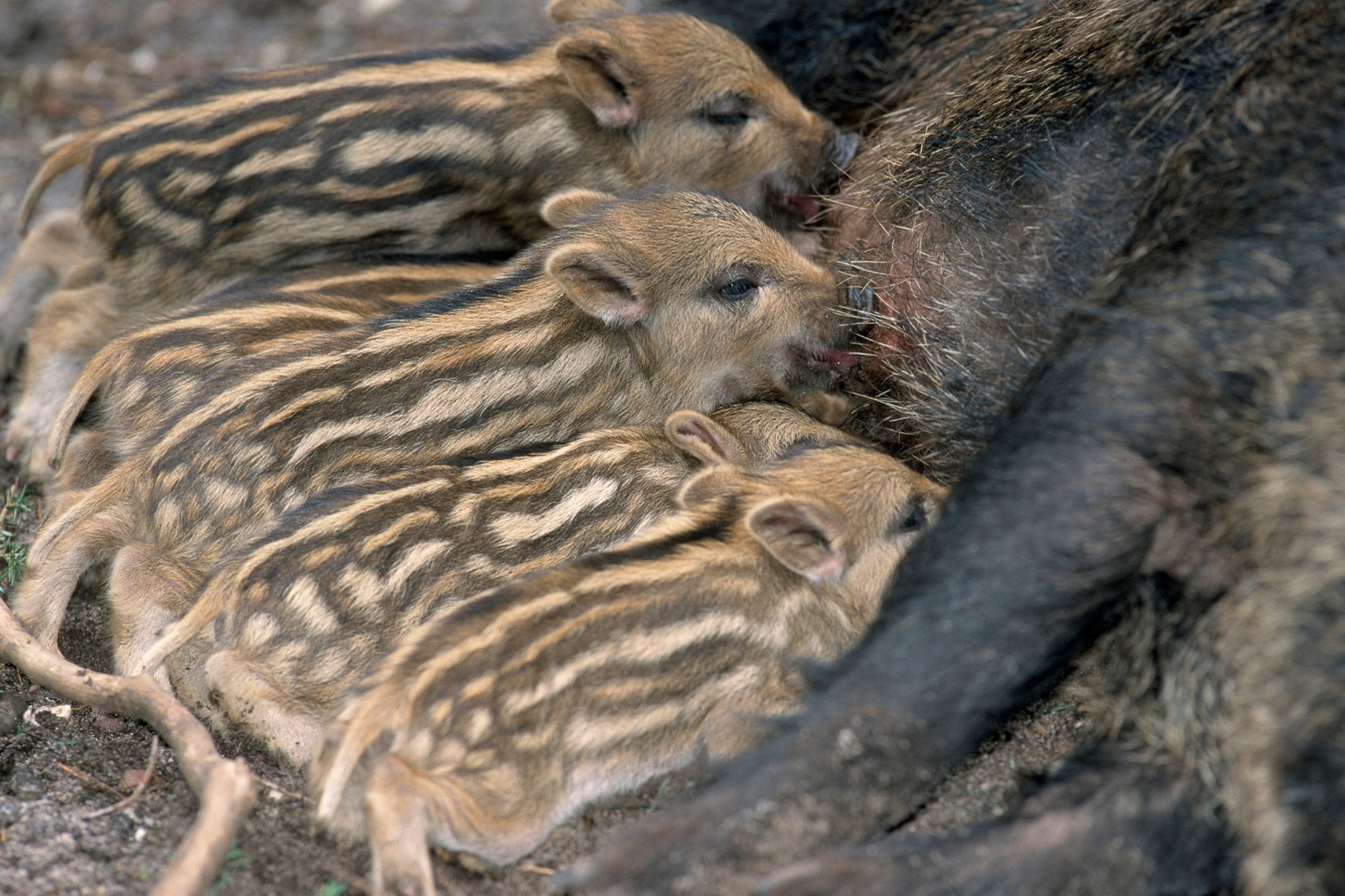 30 Sweet Moments Between Animal Moms and Babies