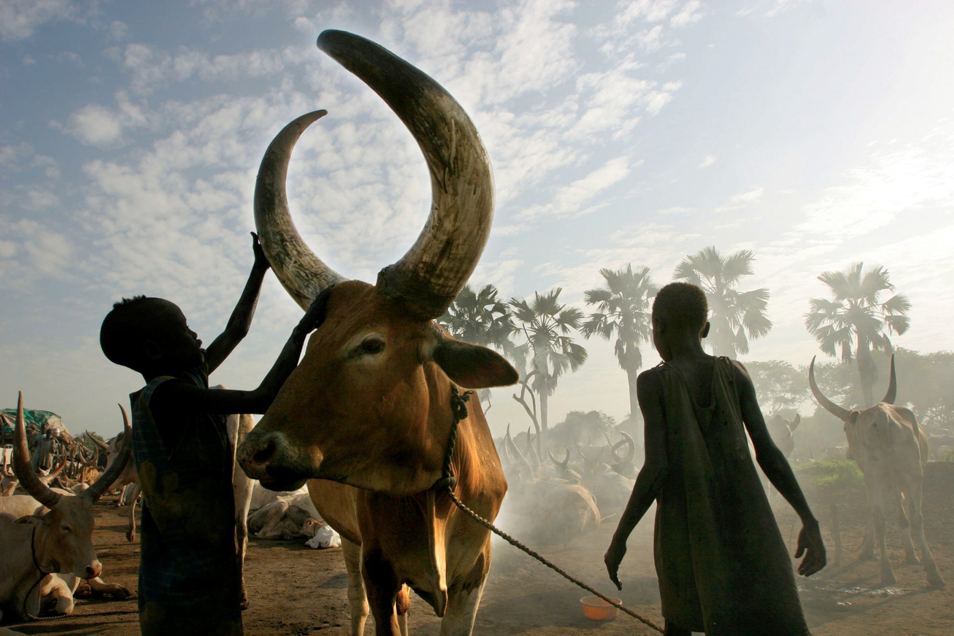 James Matour, and John Matoch use a mixture of sand and ashes from burned cow dung to massage the horns of the bull. (The purpose is unknown but they say the bulls like it.)