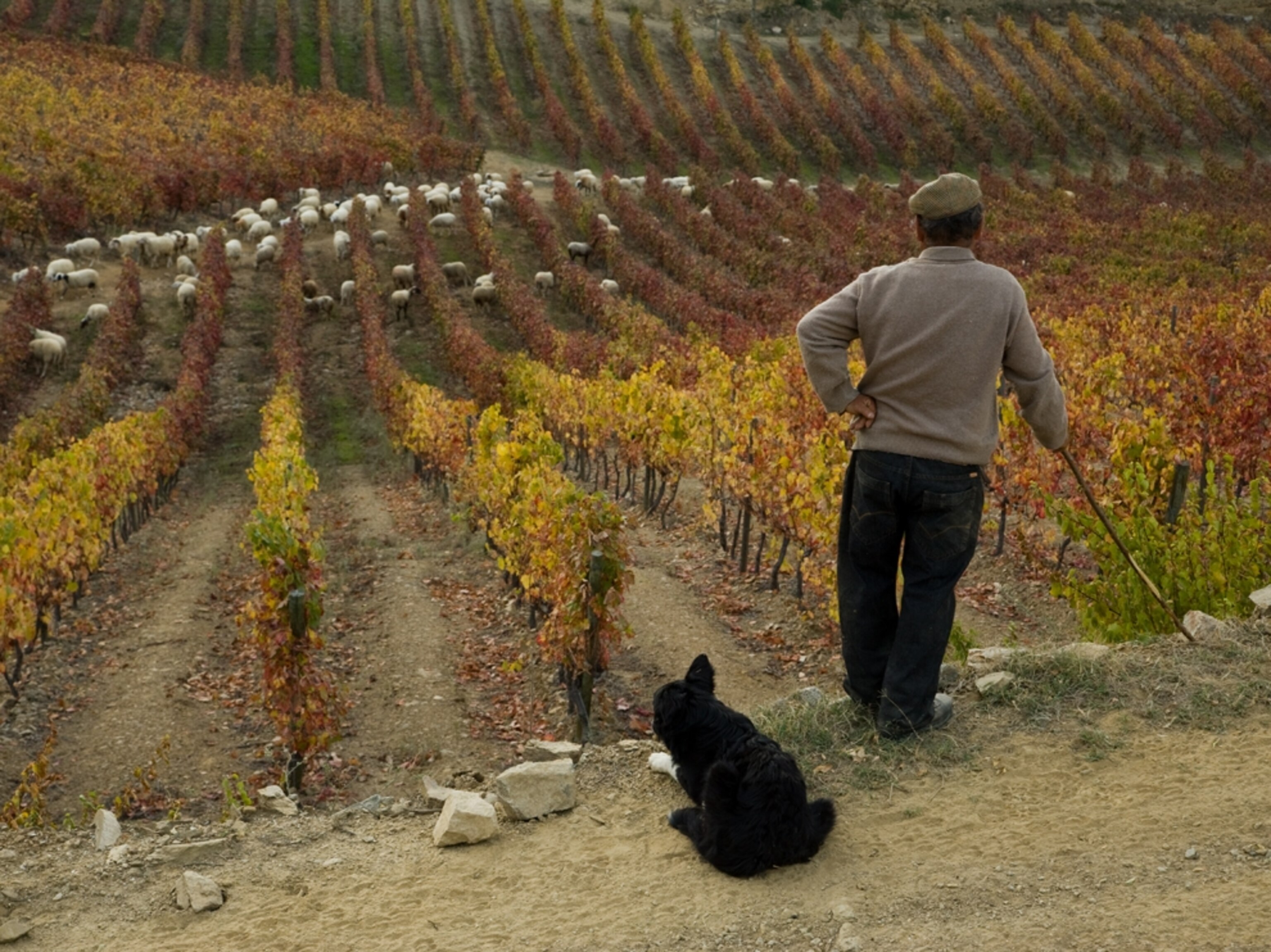 Shepherd with dog, Quinta do Vesuvio, Portugal