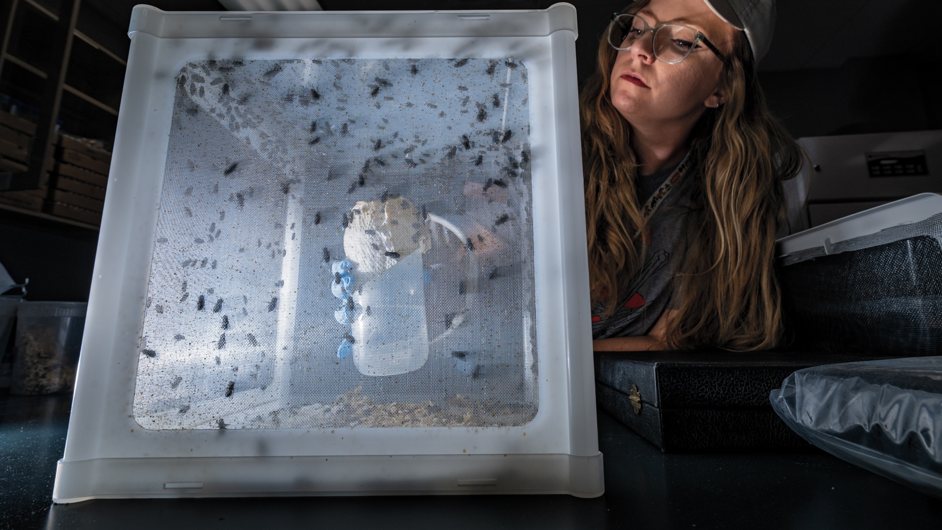 Can these tiny insects stop the next wildlife pandemic?
