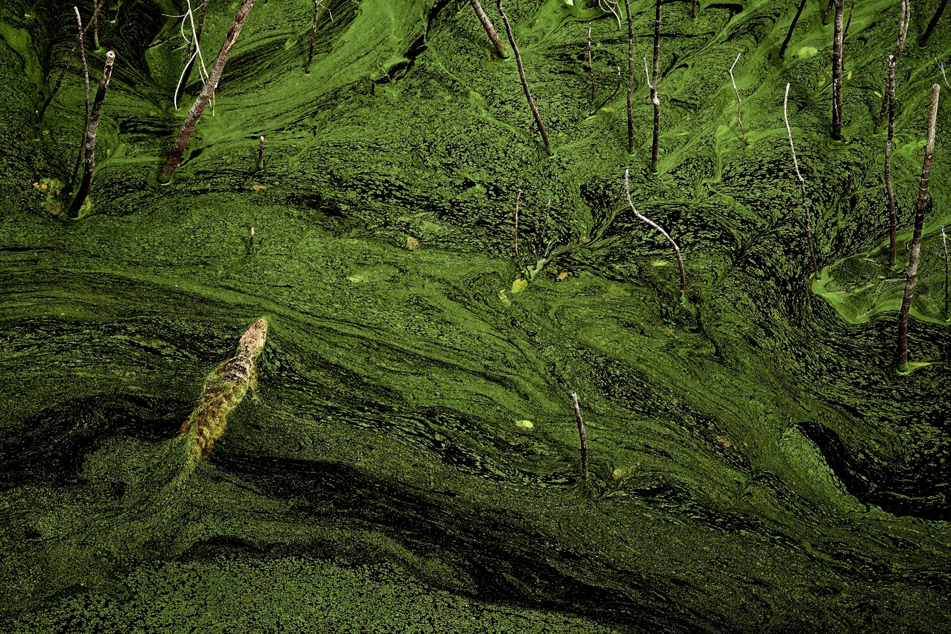 a caiman seen in algae covered water near the Bodoquena Mountains, Brazil