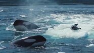 Orca Hunting Penguin Orca Hunting Penguin