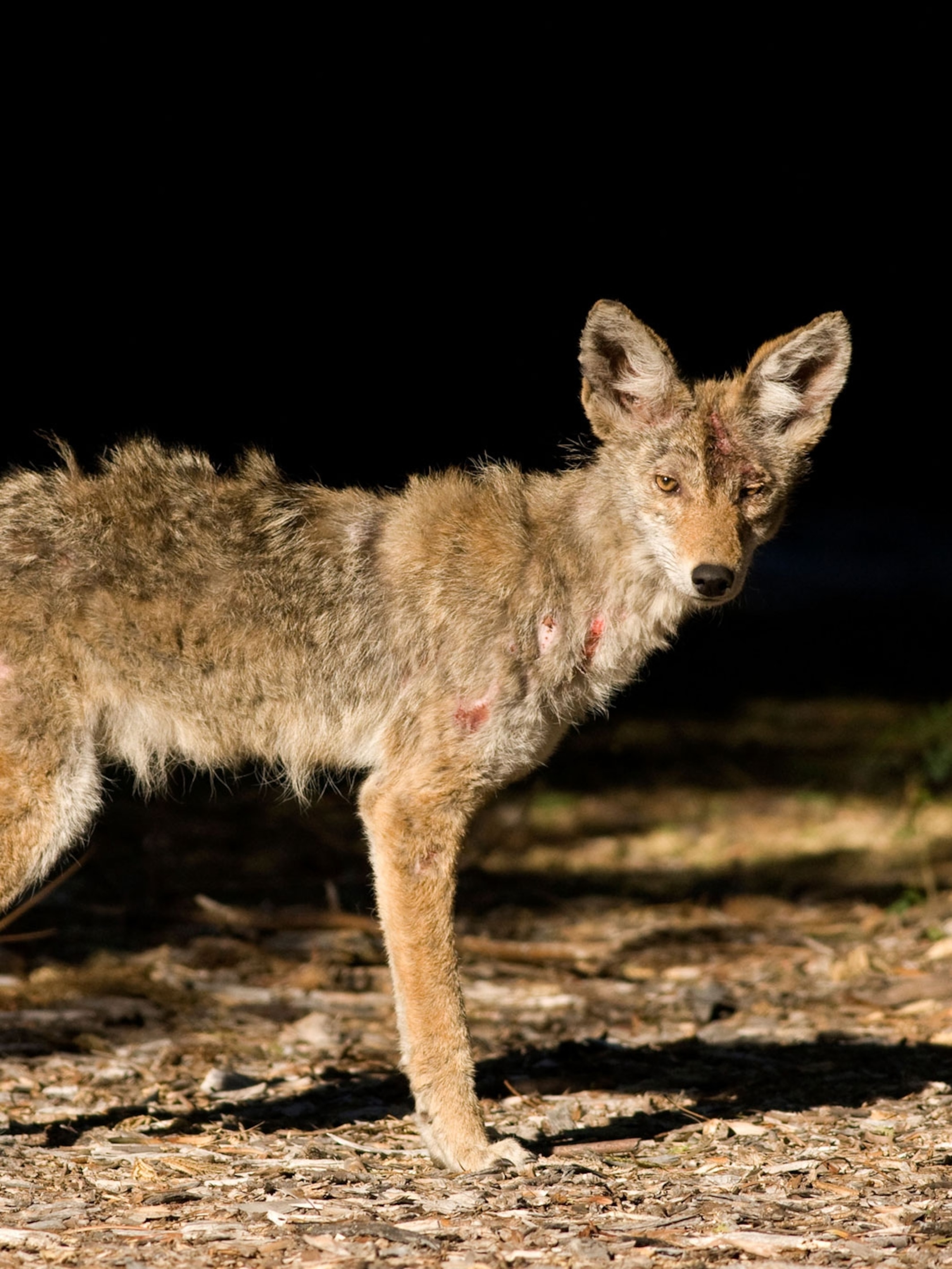 RV porno semiz kokraklar