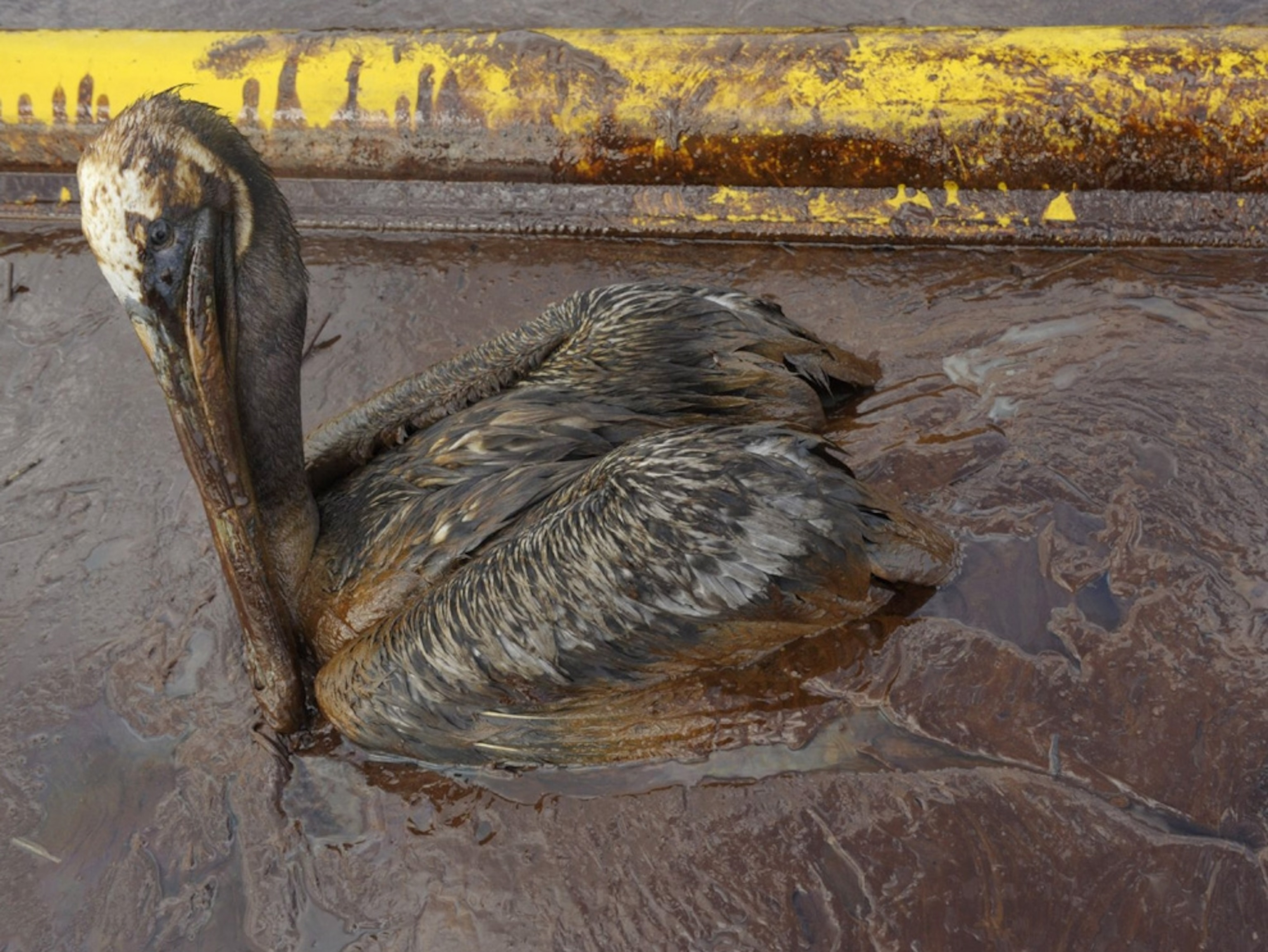 A brown pelican sits covered in oil