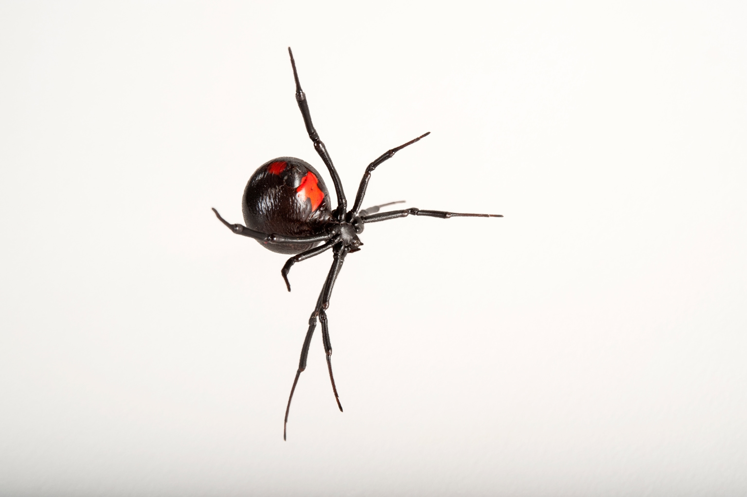 a Southern black widow spider taken at Audubon Zoo