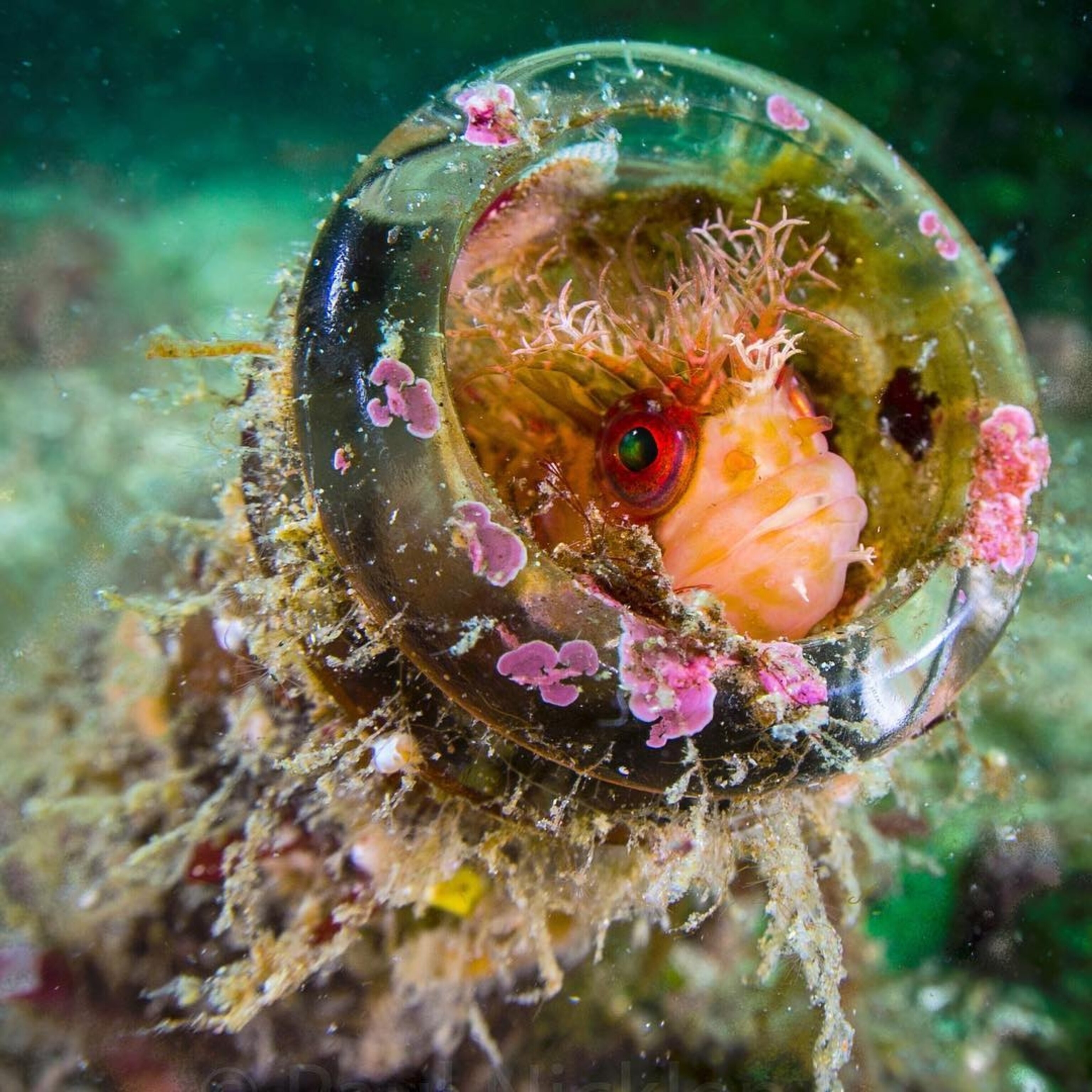 a Mosshead Warbonet fish