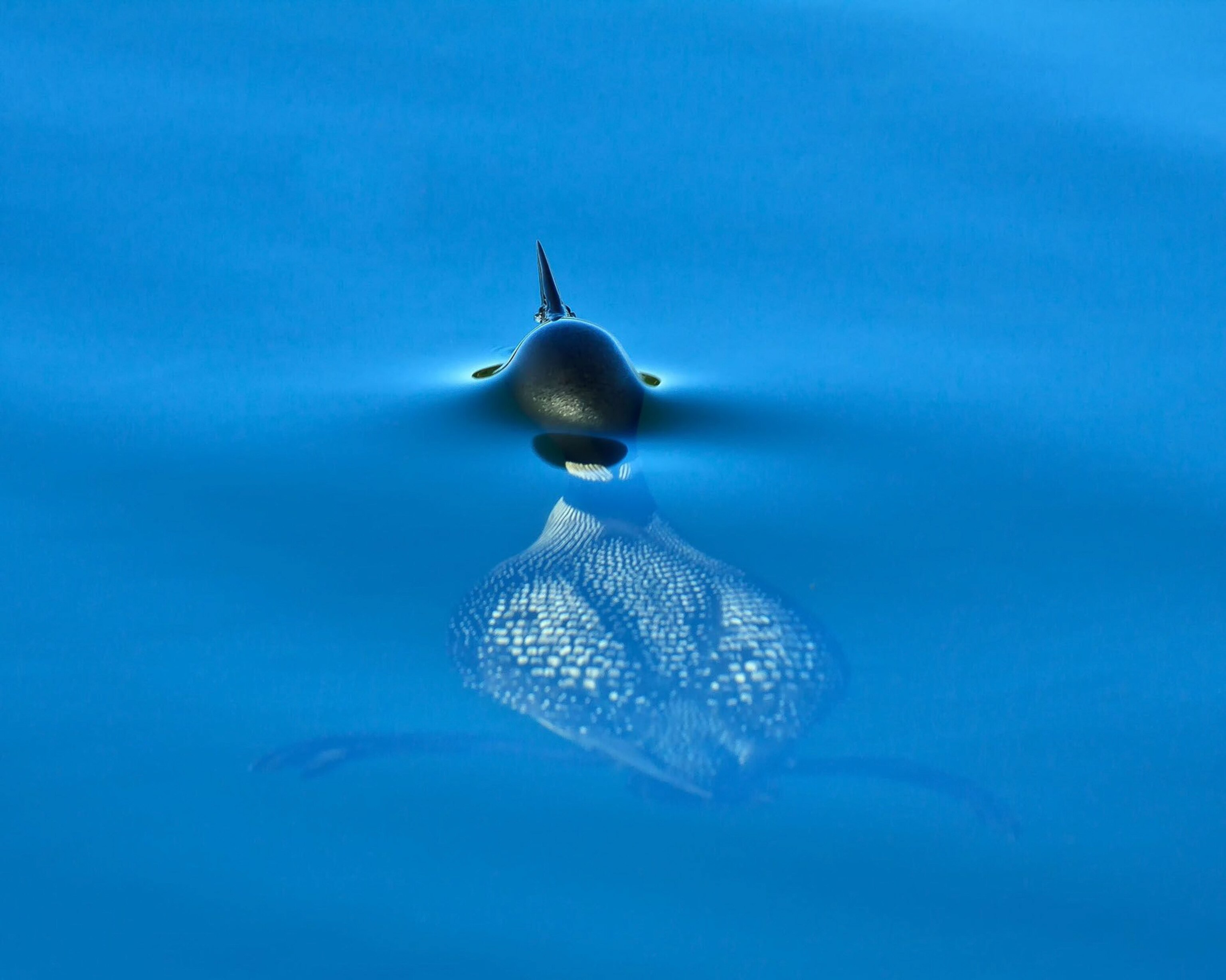 Loon picture: one of the best bird pictures in a new contest