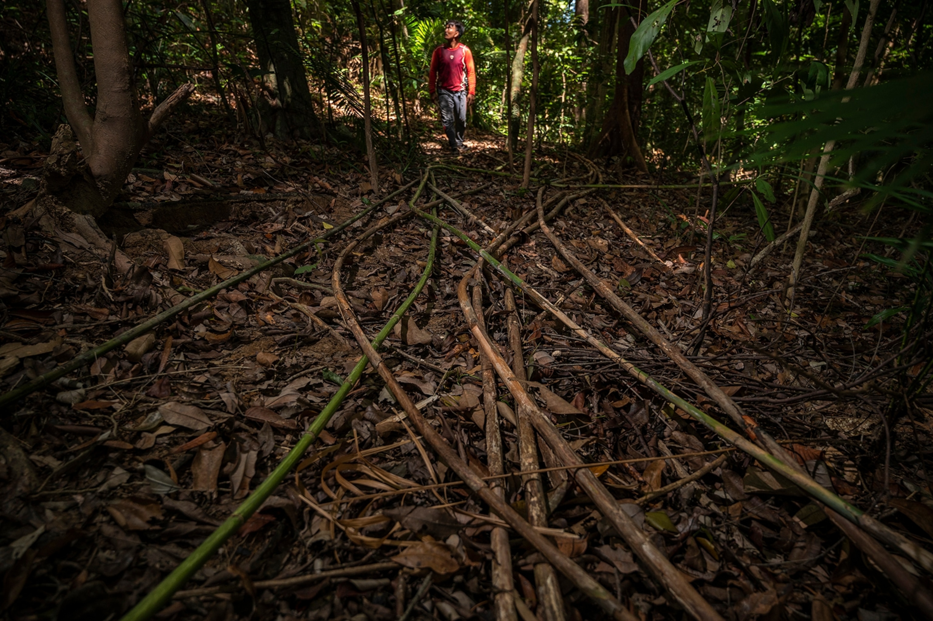 Image of rattan being collected by Urak Lawoi people in the jungle of Adang-Rawi Archipelago