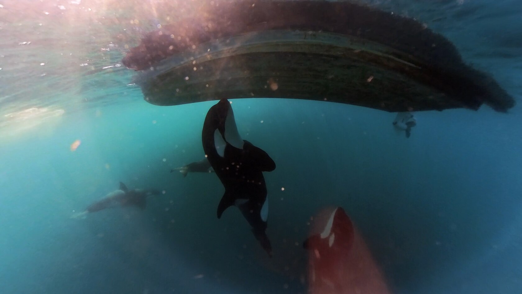 Watch how orcas sank yet another boat off the coast of Portugal | National  Geographic