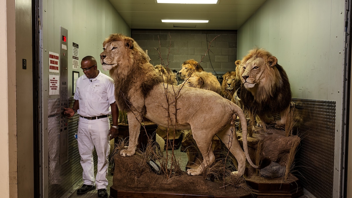 Controversial Auction to Permit Killing of 600 Wild Animals National