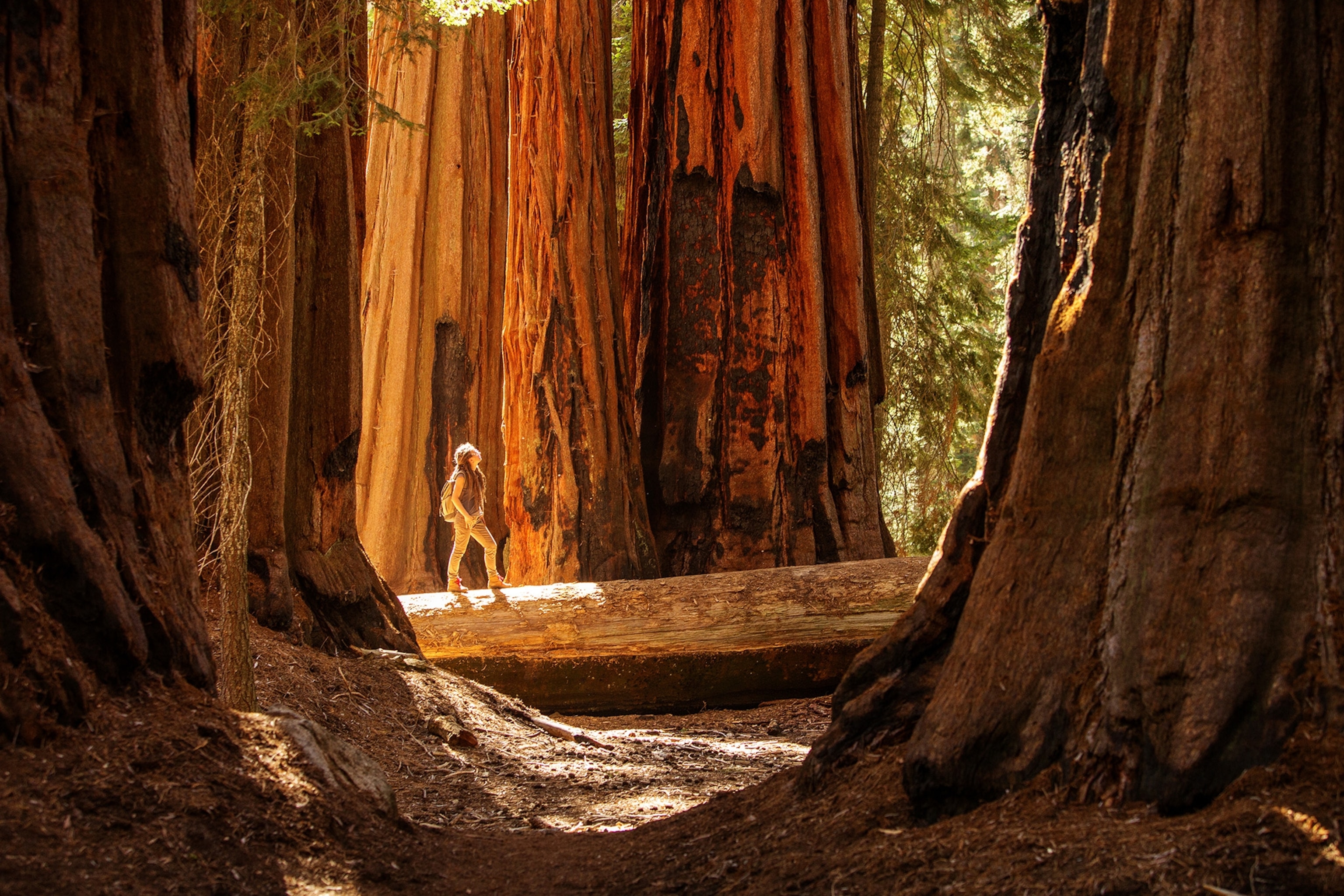 A women standing on a large log gazes up at massive redwood trees.