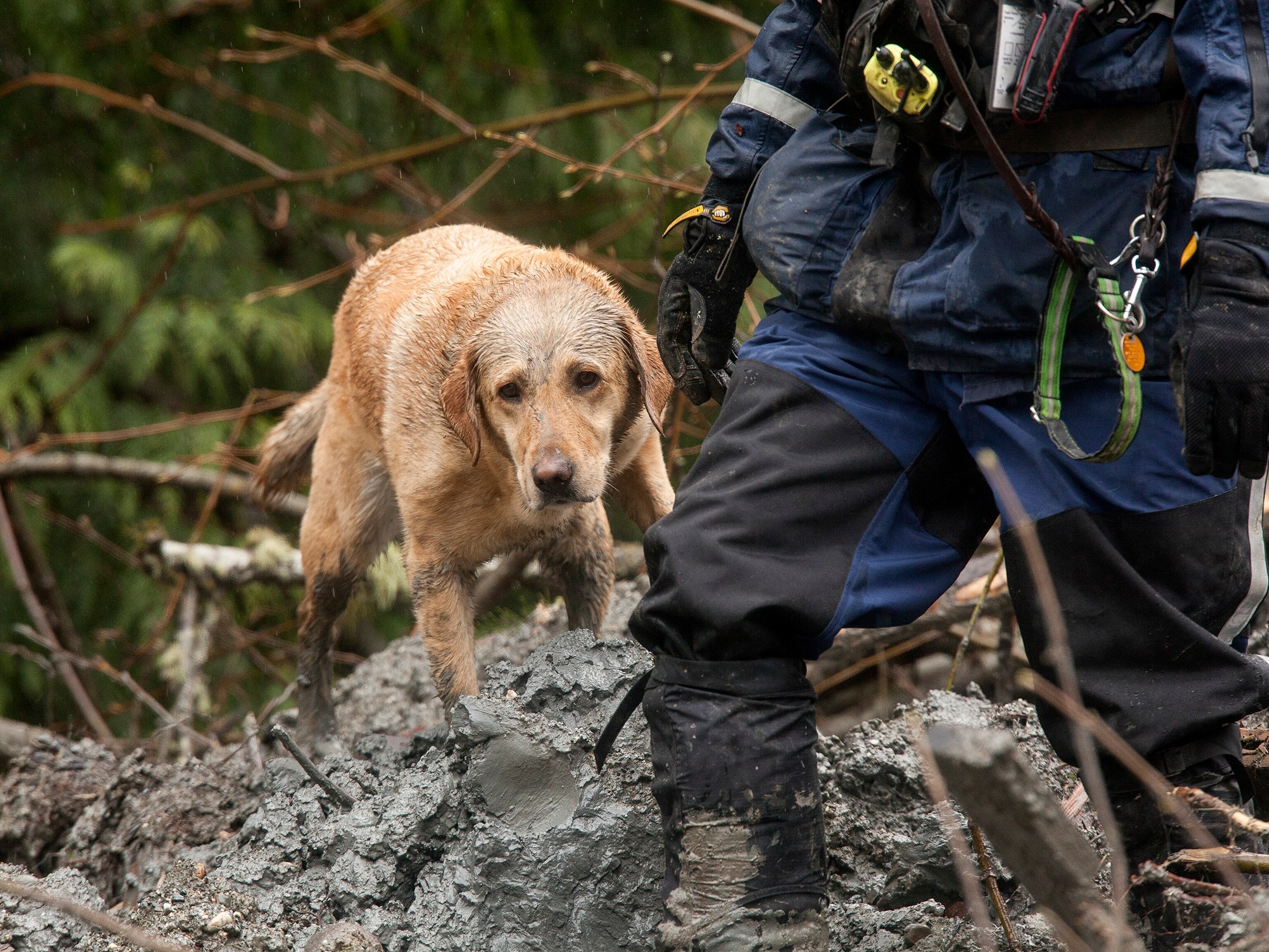 oso washington landslide case study