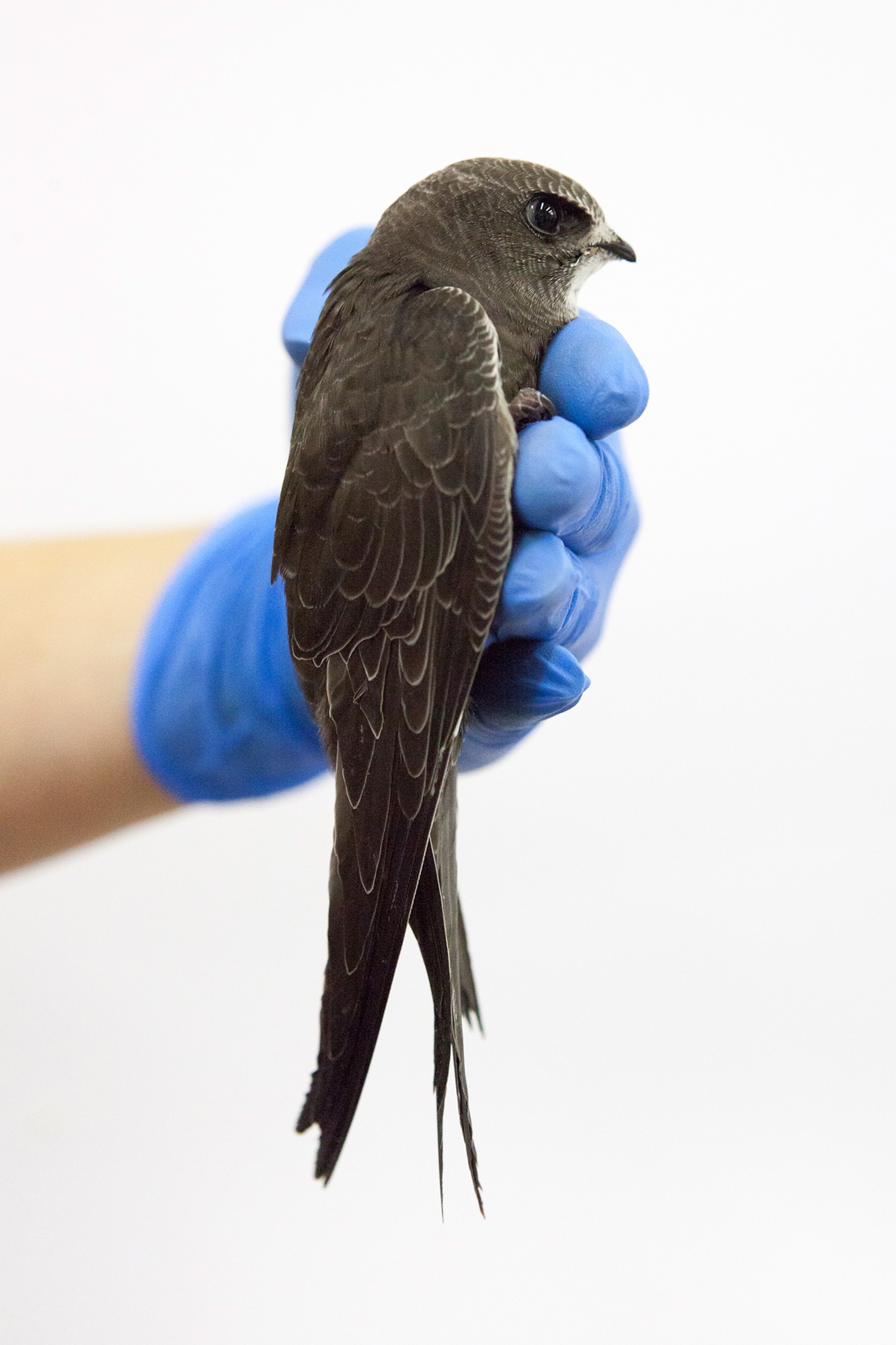 a common swift in a blue gloved hand