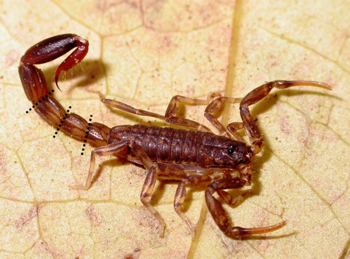 How the Scorpion Lost Its Tail (And Its Anus)