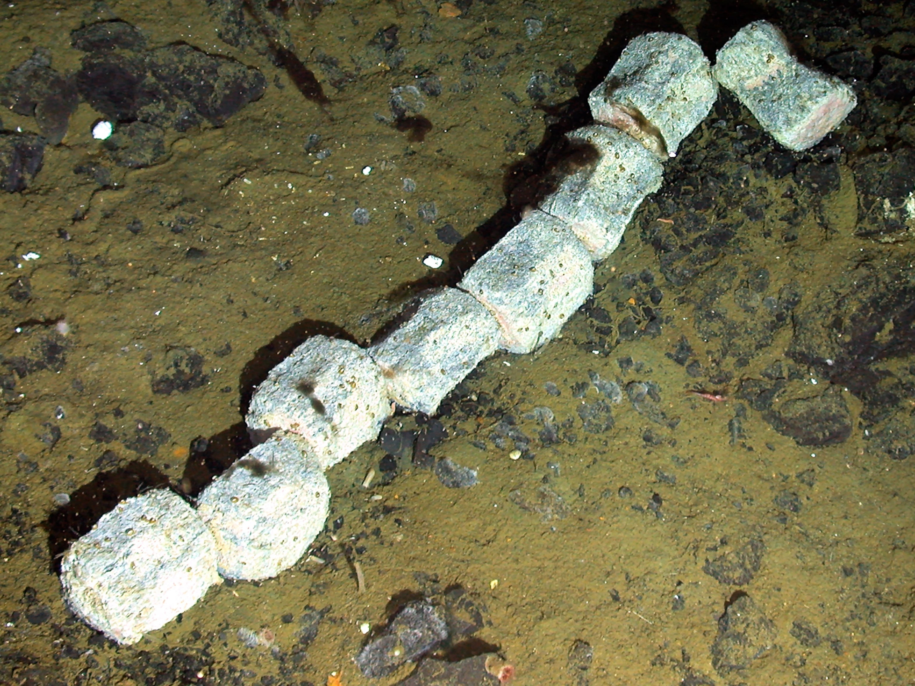 The backbone of a whale rests on the seafloor.