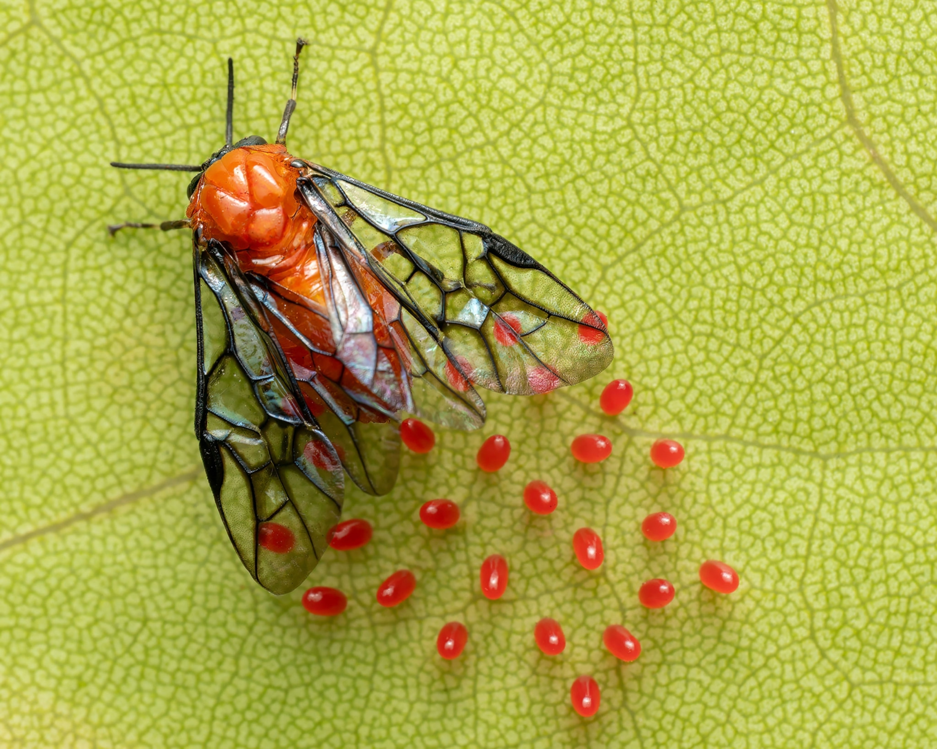 The delicate West Indian seagrape sawfly (Sericoceros krugii) and its vibrant eggs.