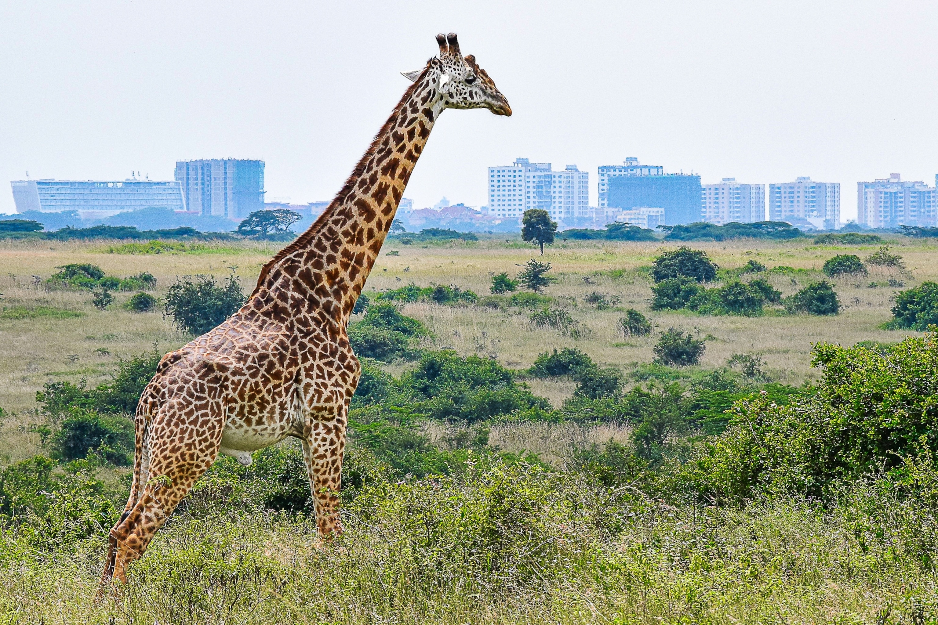 Giraffe walking in a national park, with Nairobi city in the background.