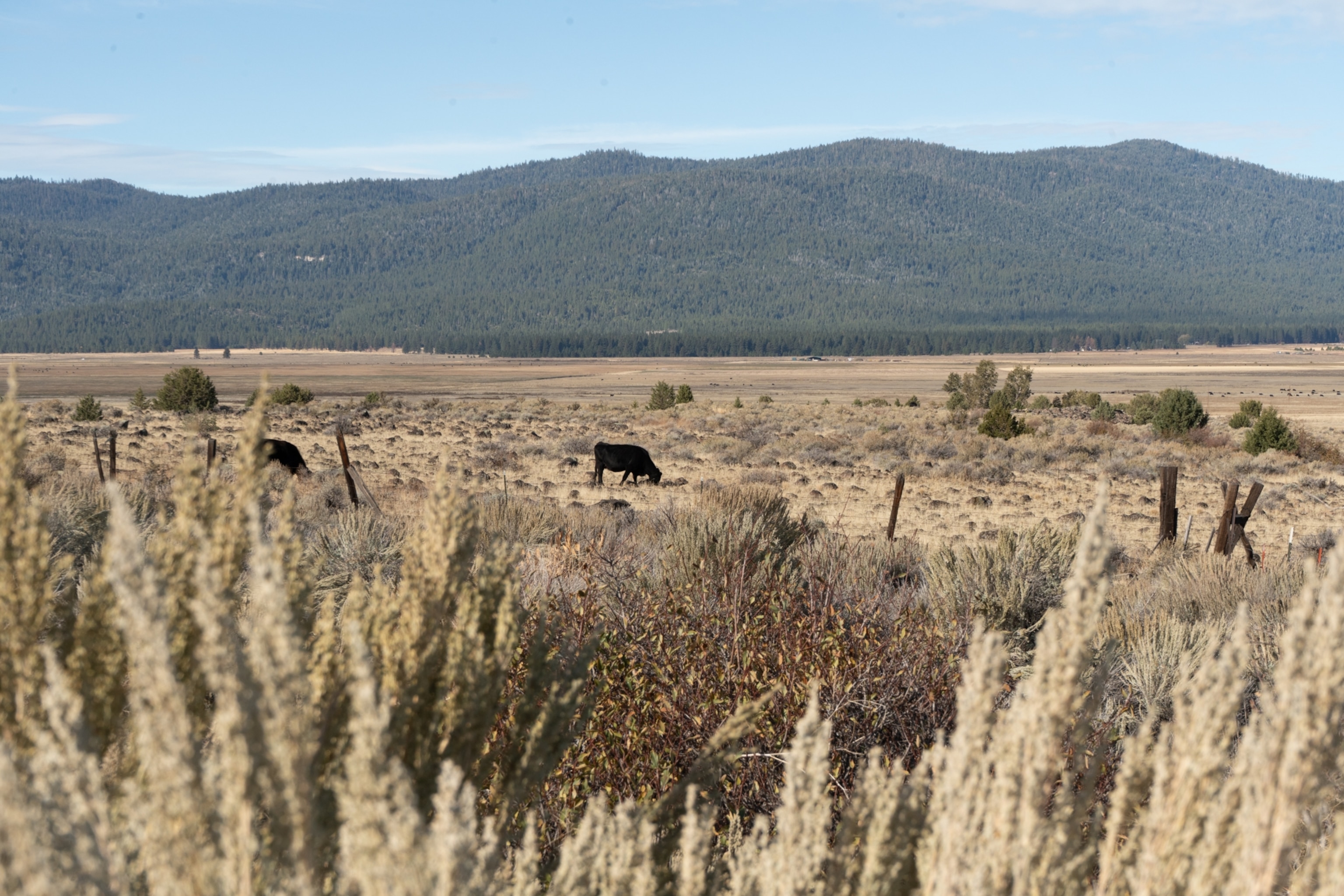 A field with cows grazing.