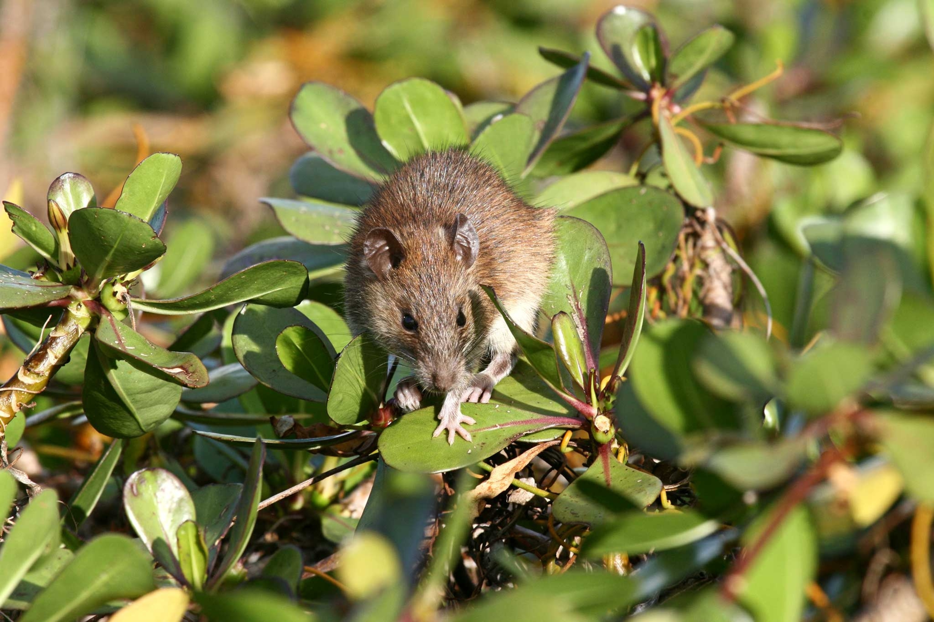 80 Rats Exploded Into 100,000 by Avoiding Poison