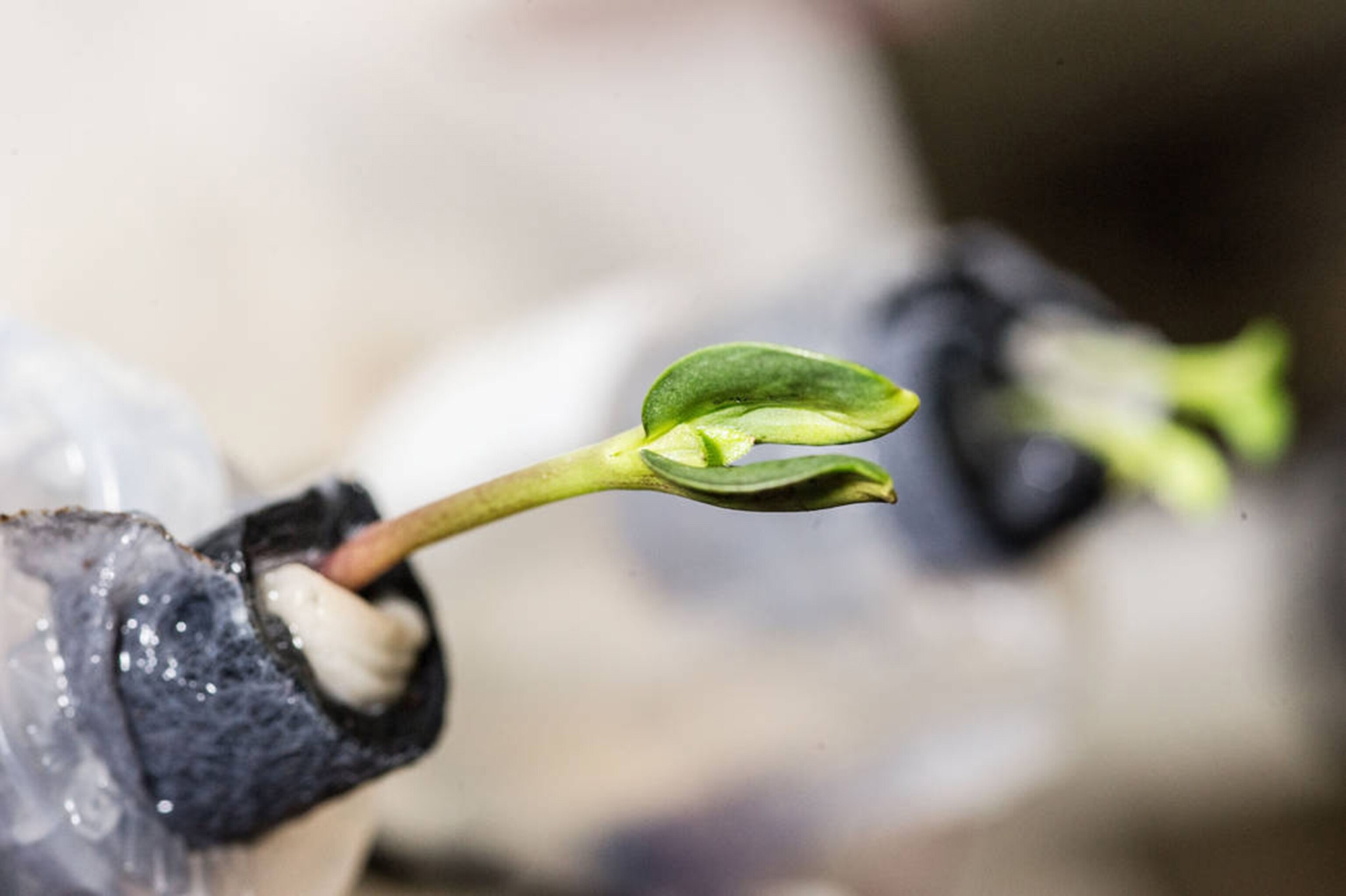 young sunflower plant is being closely monitored by the Expedition 38