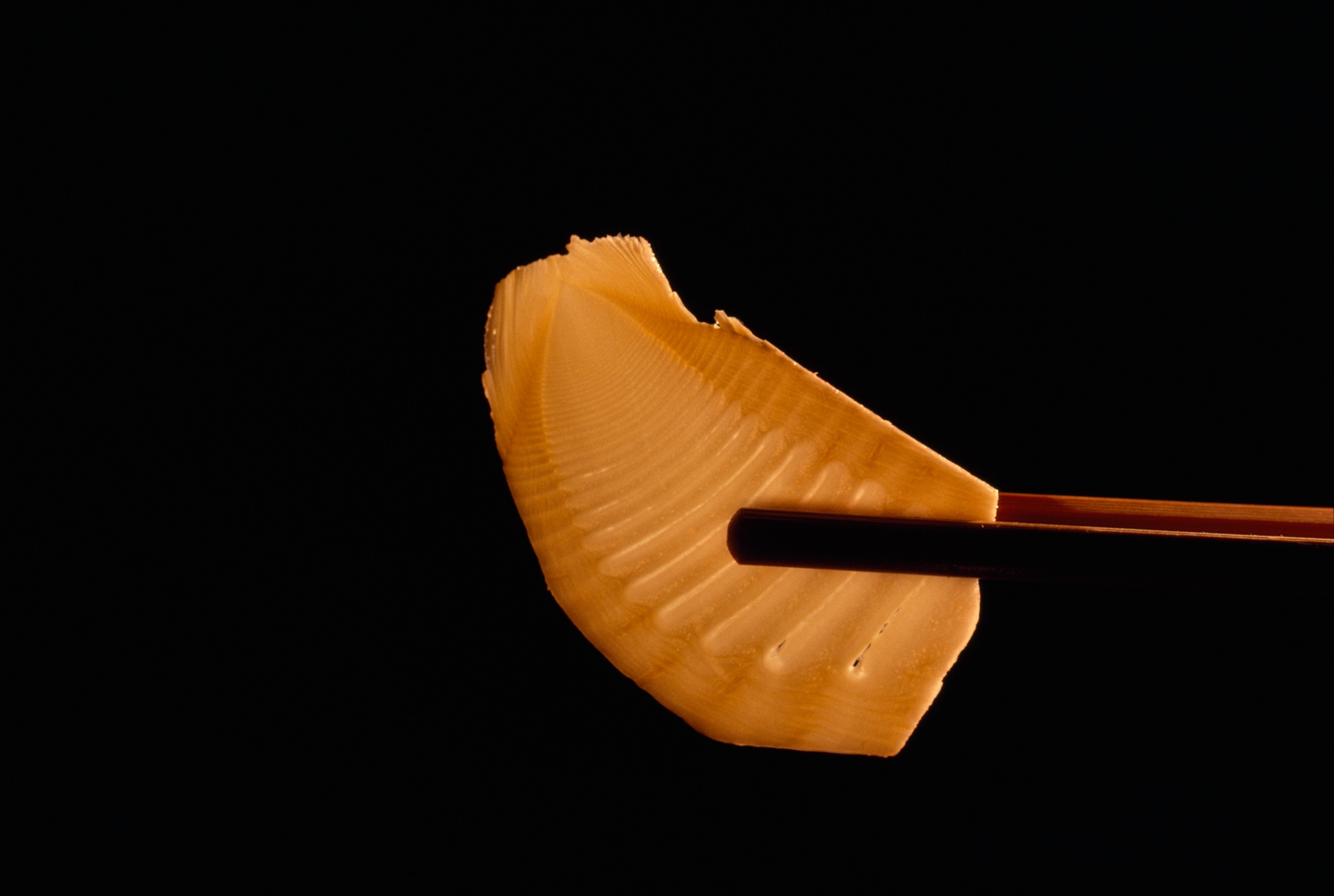 Close-up of a slice of bamboo shoot held by chopsticks against a black background.