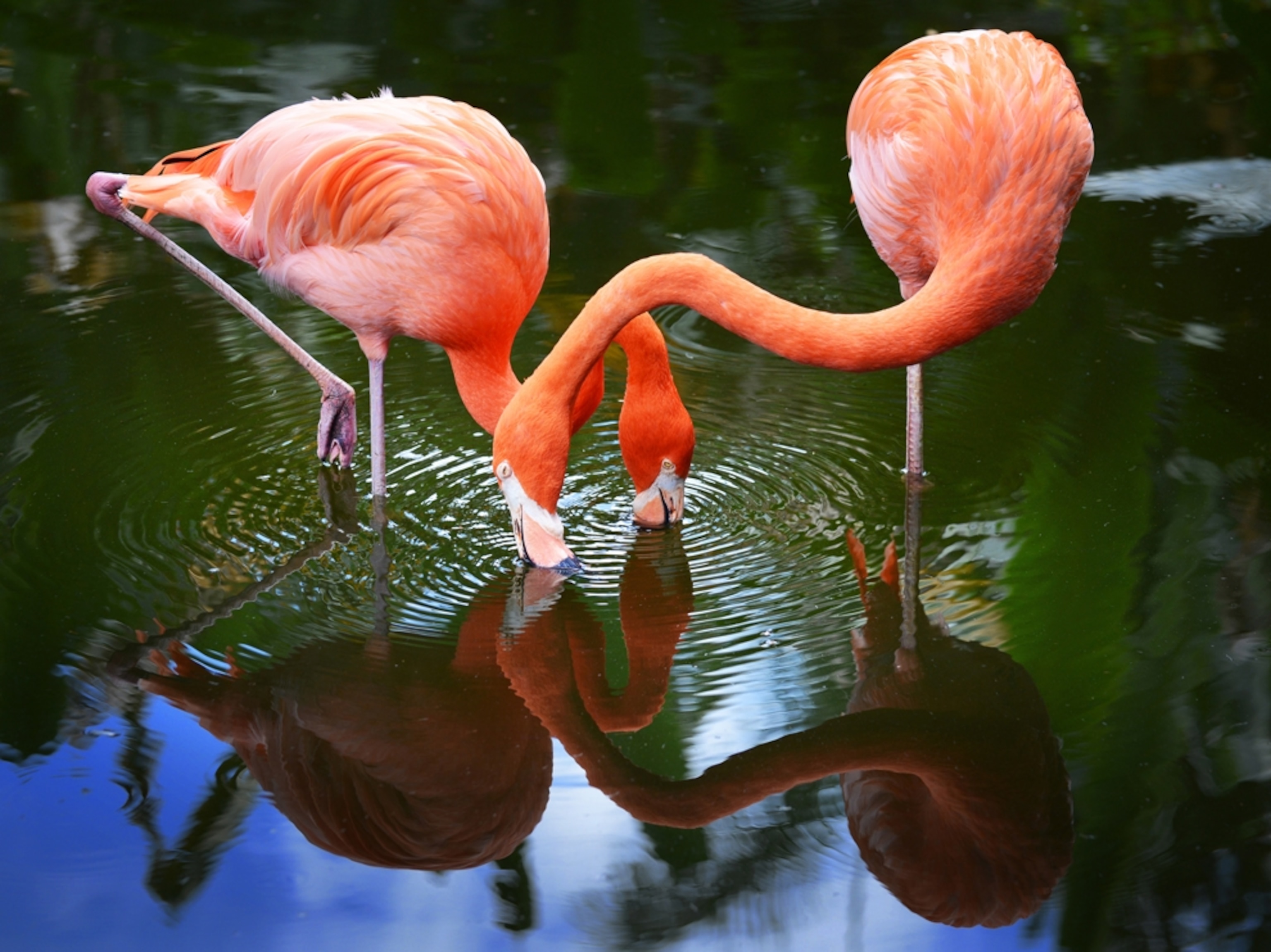 two flamingos feeding at Flamingo Gardens, Florida