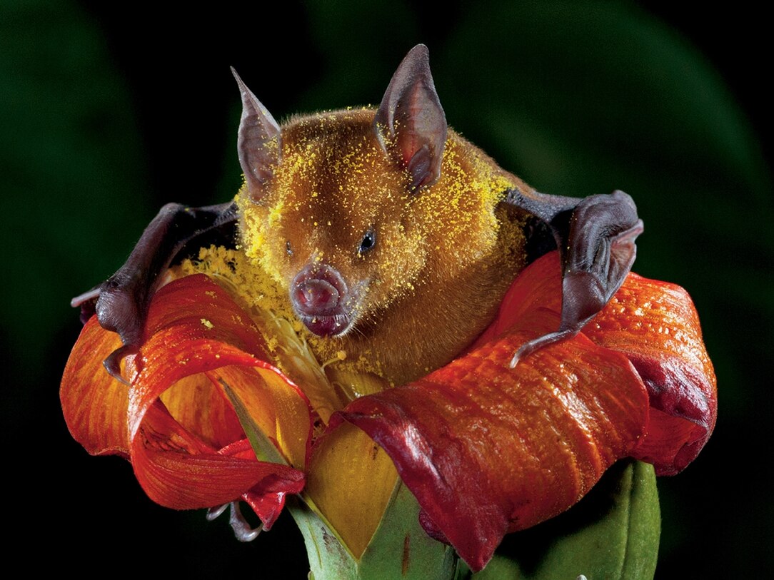 Eponymous Flower Definition Best Flower Site