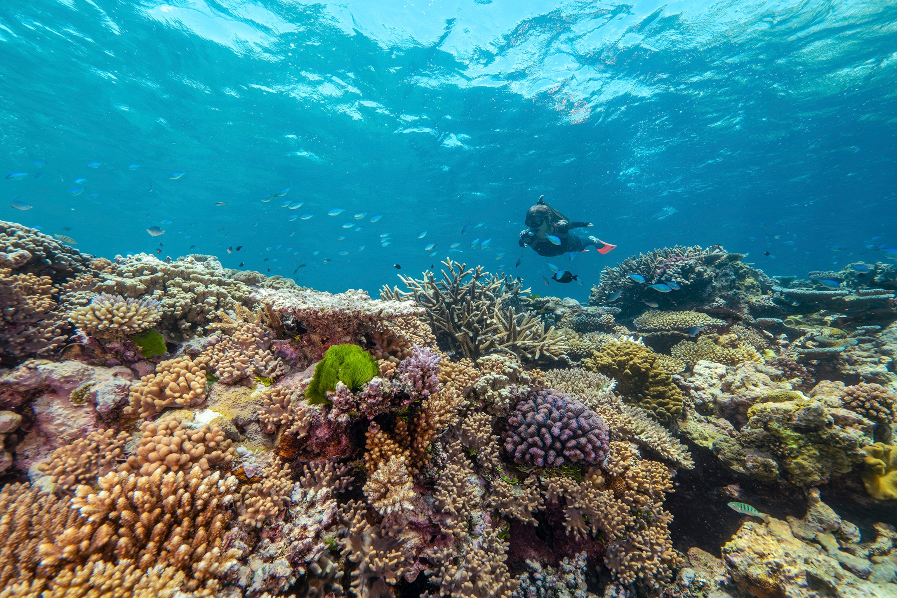 A snorkeller swims past a school of fish and a coral reef off the coast of Far North Queensland.