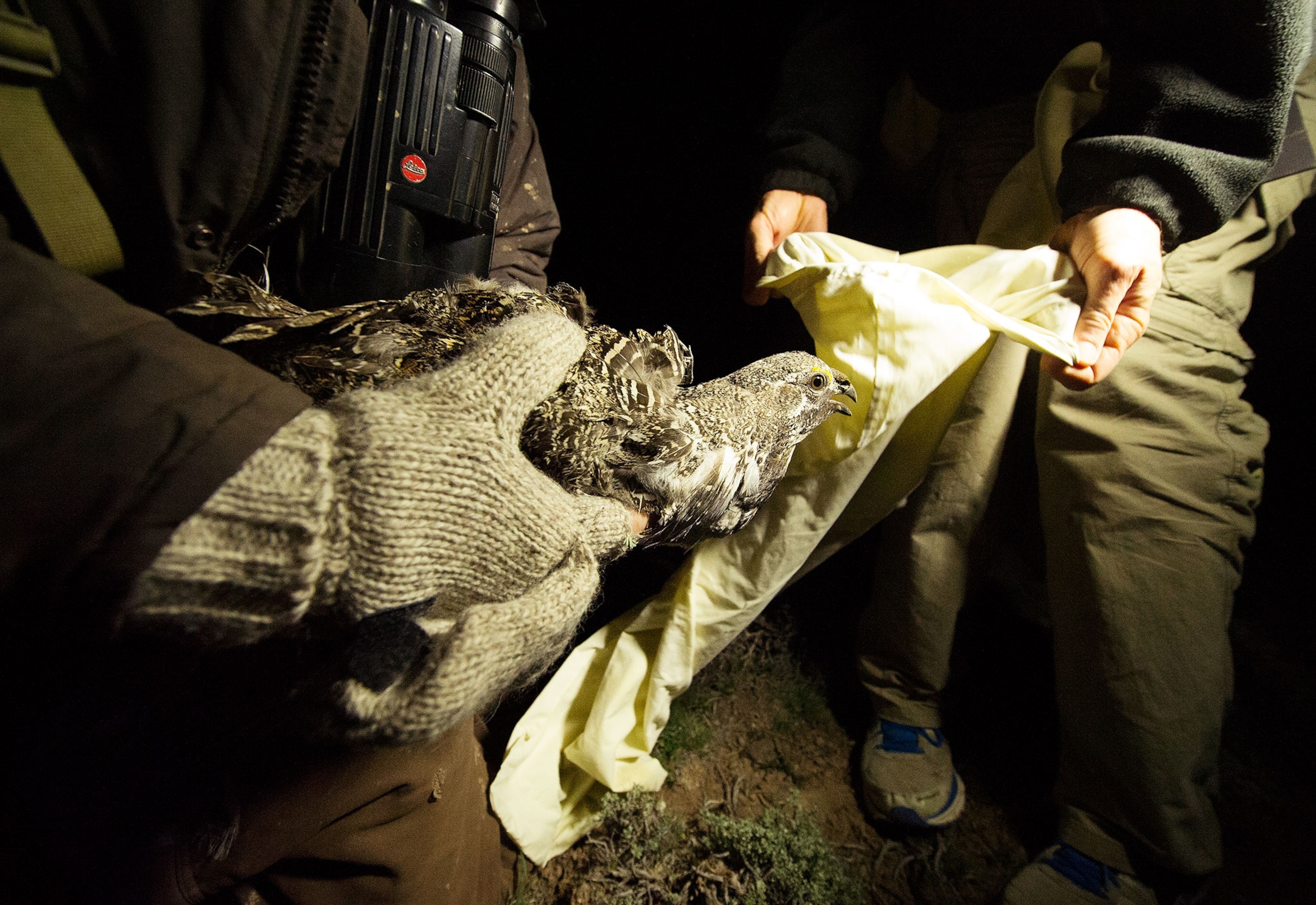 a sage grouse being captured for relocation