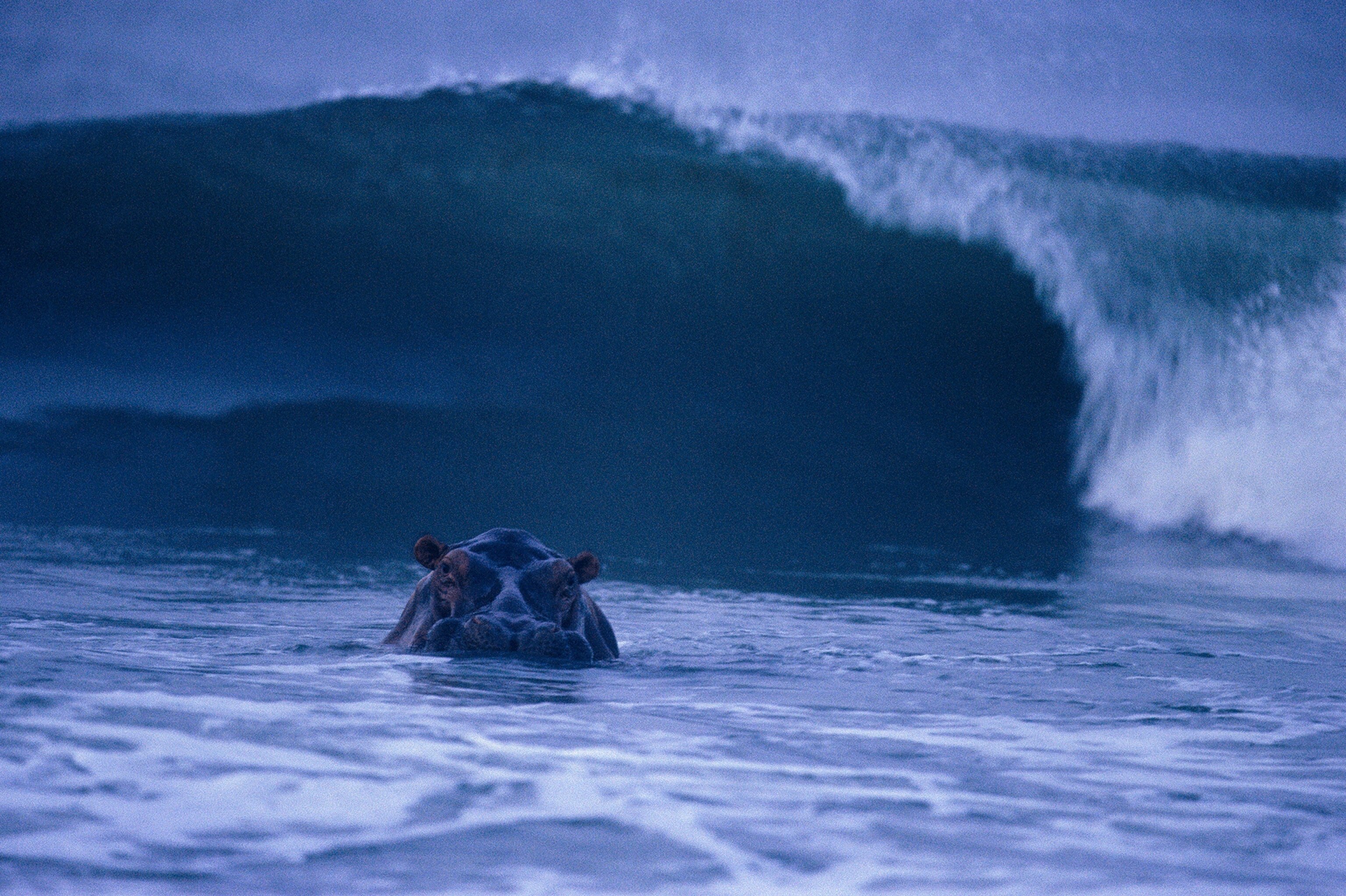 A hippopotamus surfs the waves off the coast of Gabon.