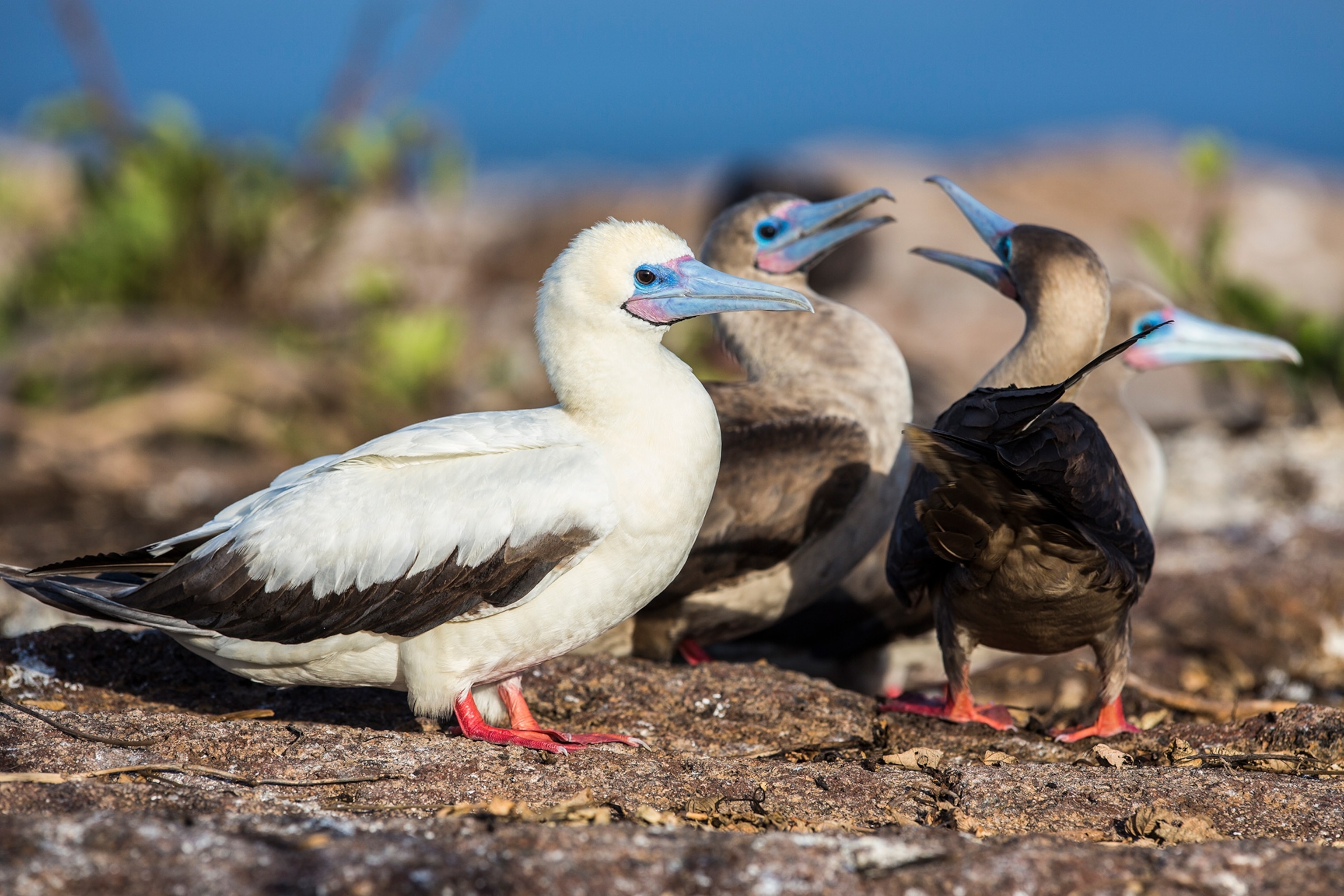 Red-footed Booby