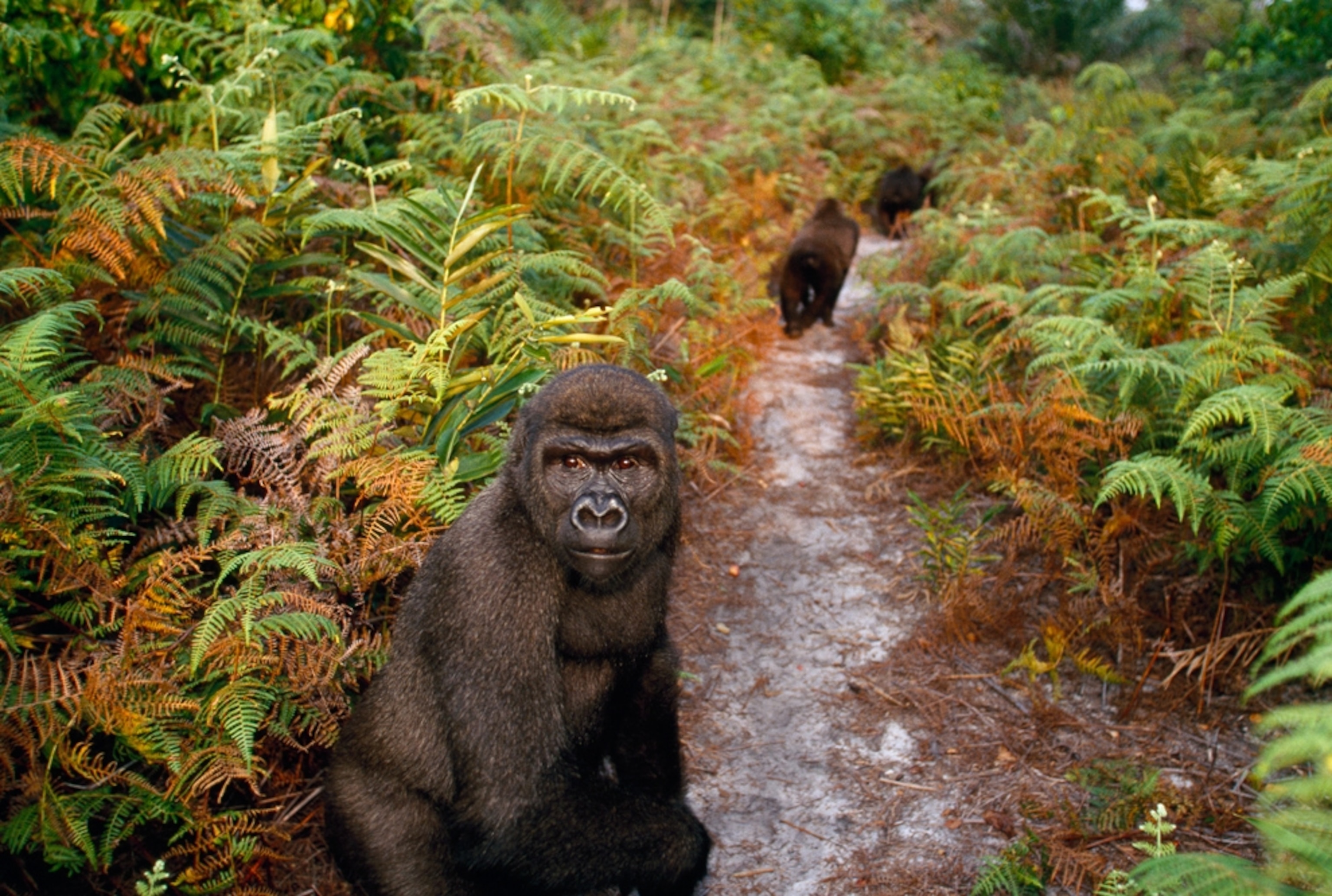 Congo rain forest picture: one of the ten most threatened forests on Earth Day