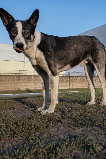 A stray dog in front of Chernobyl reactor containment structure.