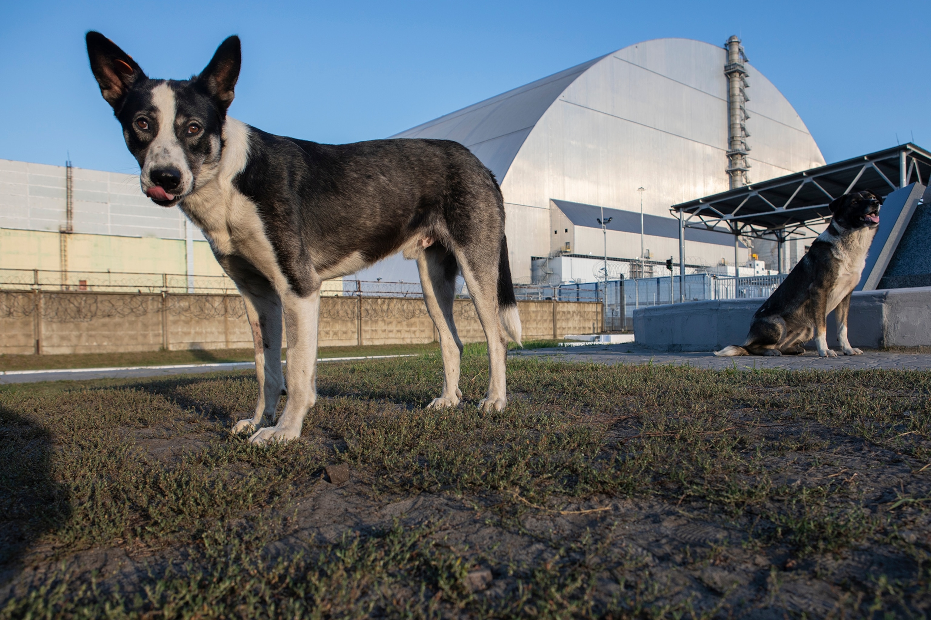 Radioactive dogs? What we can learn from Chernobyl's strays