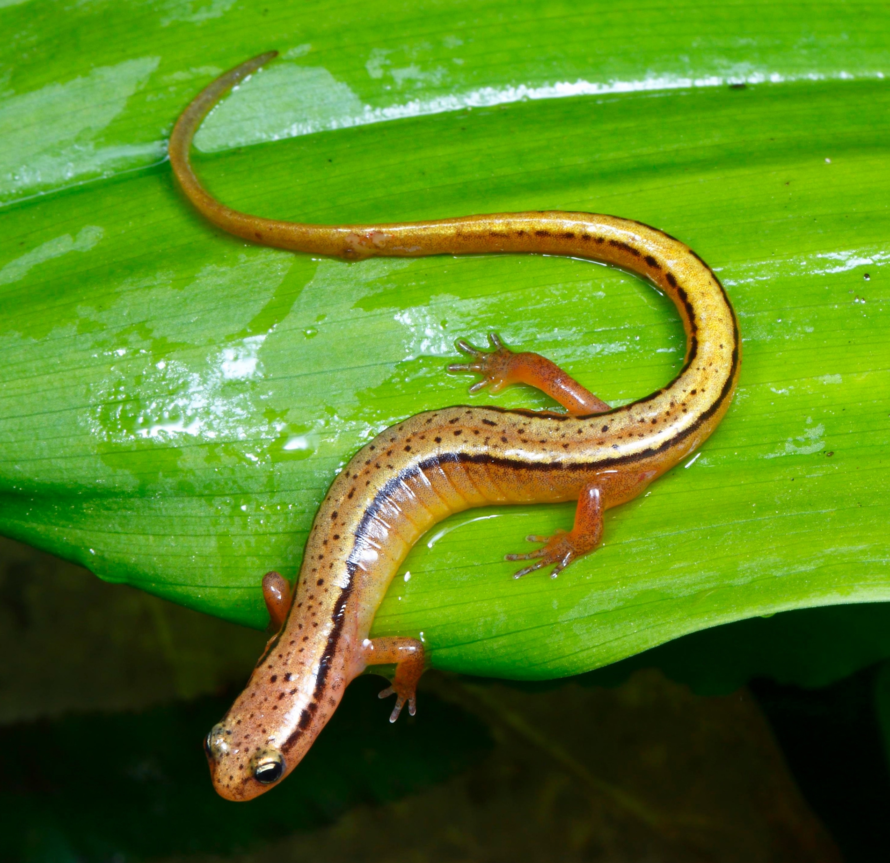 An orange salamander sits on top of a green leaf.