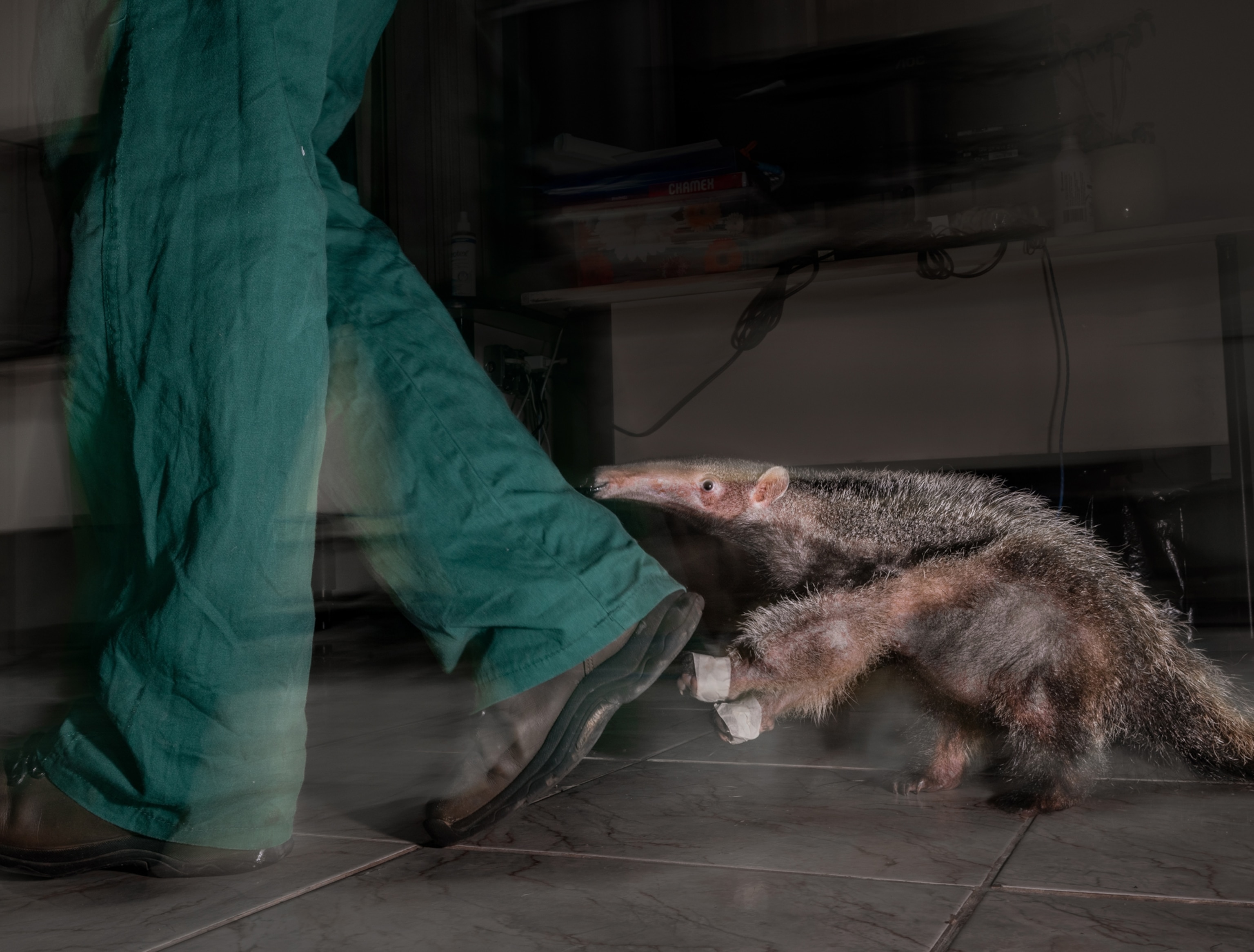 A juvenile anteater walks behind a person wearing green pants and brown boots in an indoor office.
