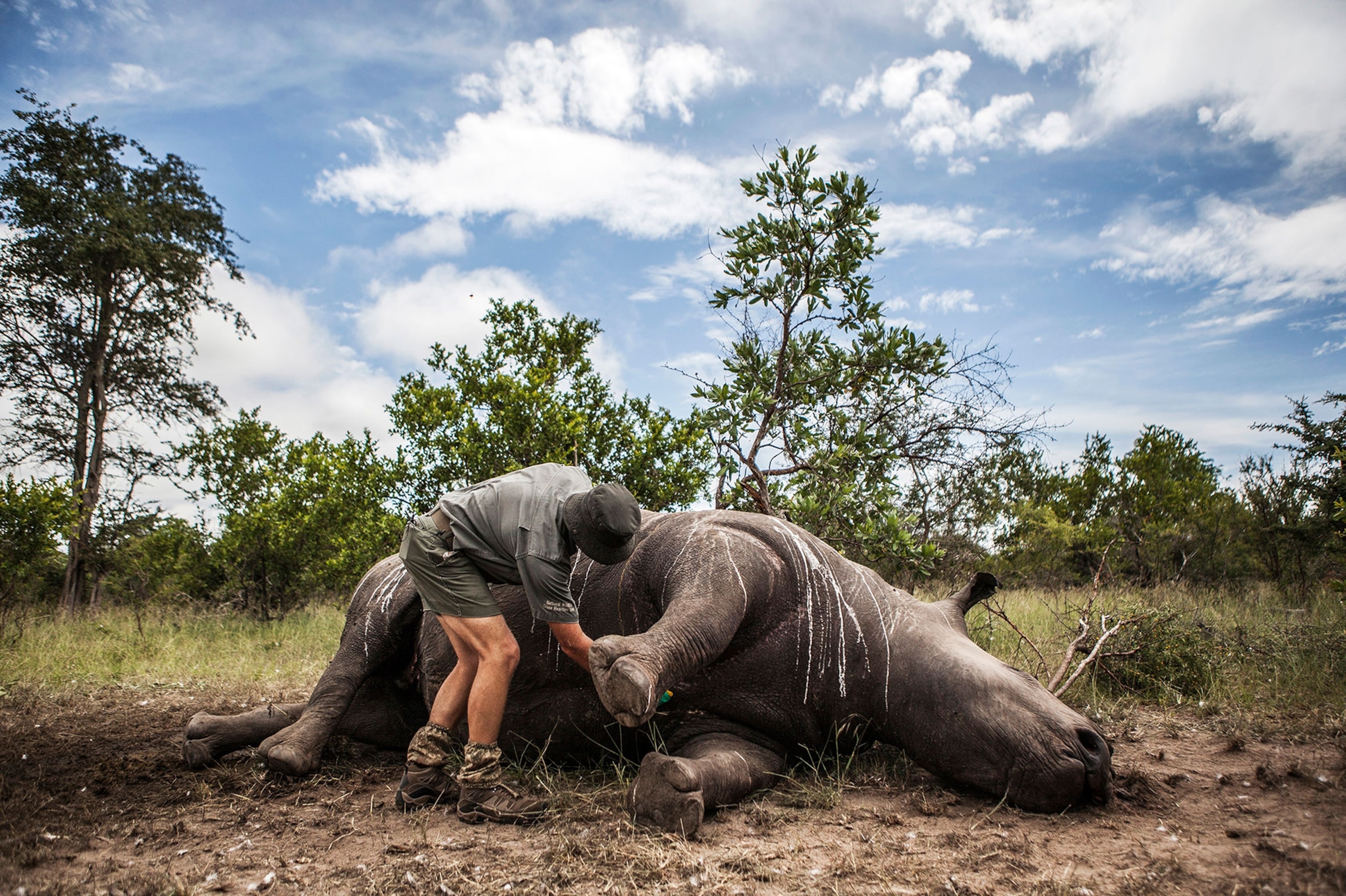an investigator inspecting a dead rhino