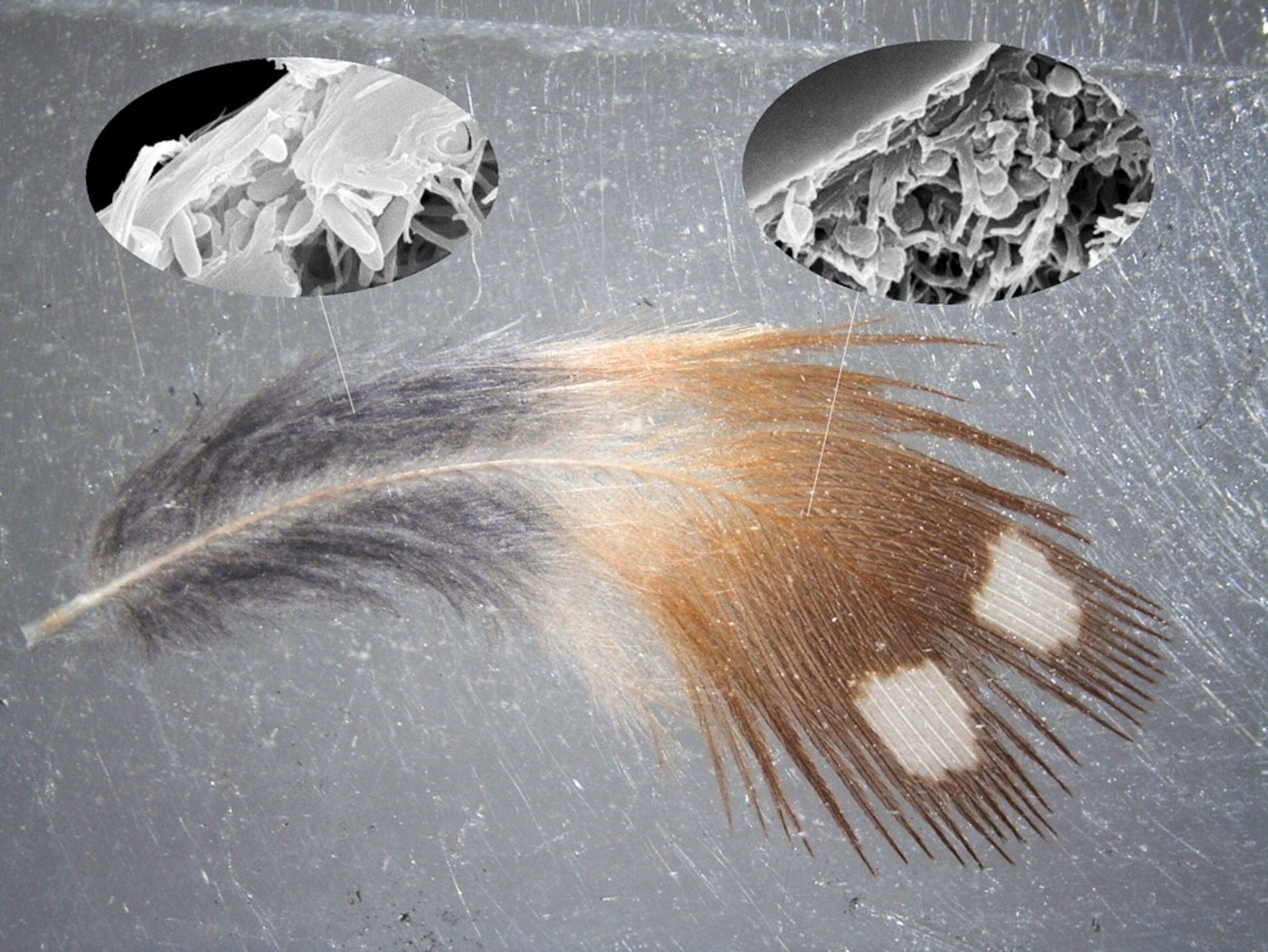 A photograph showing a zebra finch feather, with insets showing its rod-shaped and spherical melanosomes
