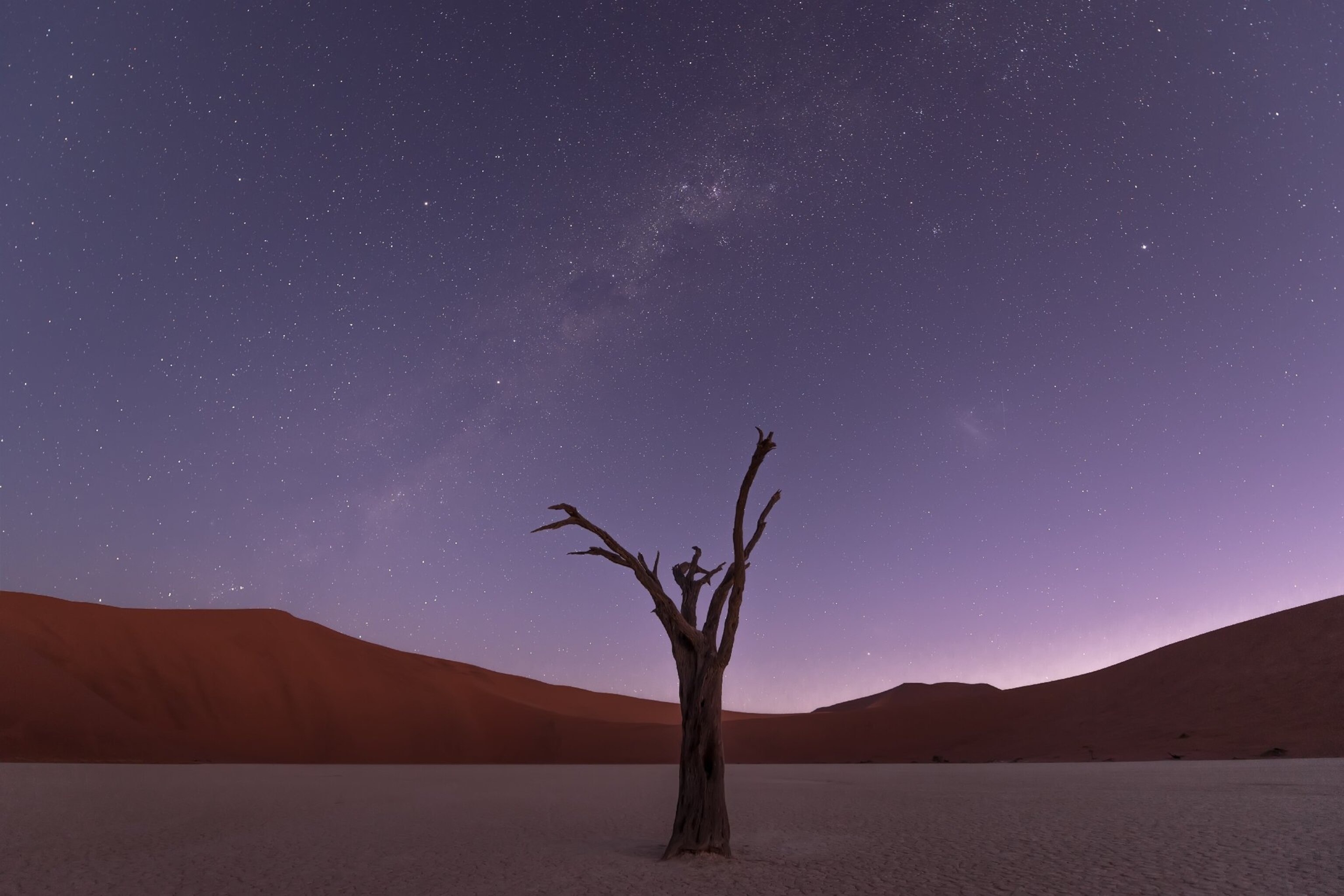 a single dead tree against the night sky