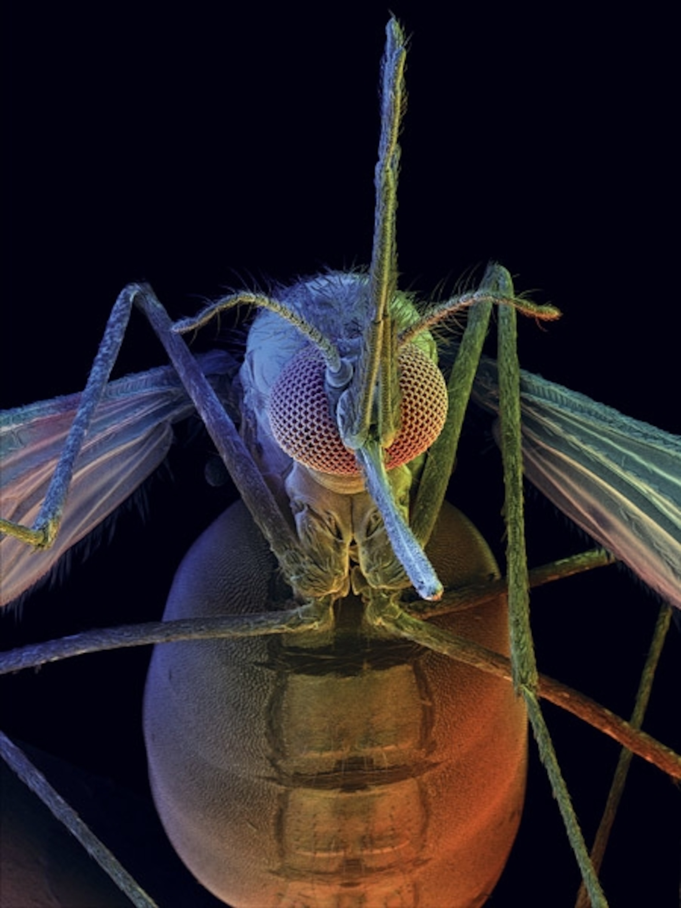 Image: Anopheles mosquito.