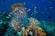 How To Take Photos Underwater National Geographic How To Take Photos Underwater National Geographic