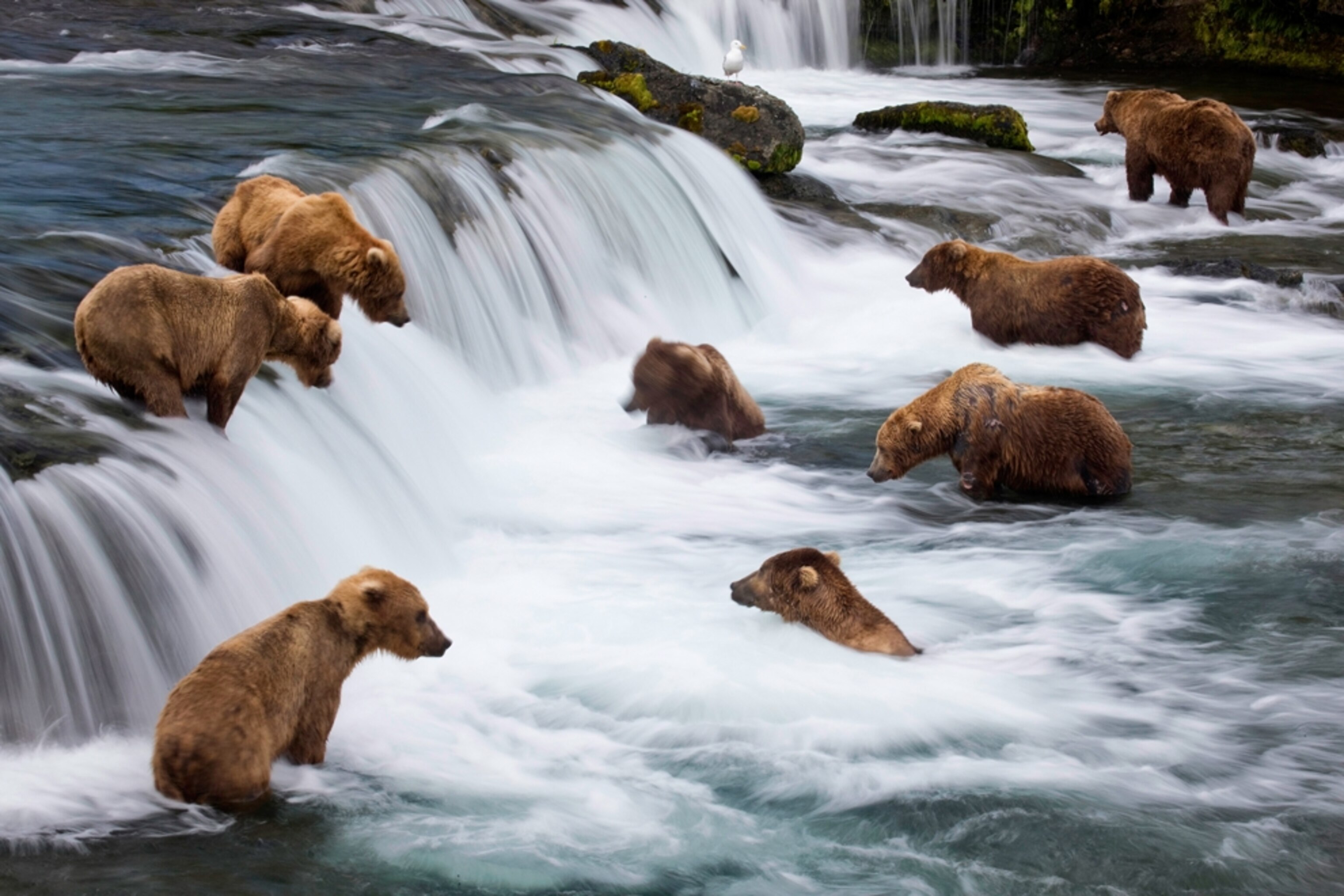Bears hunt in a river for salmon