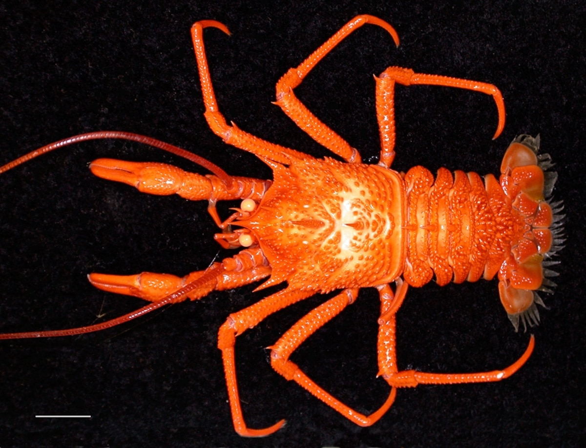 Pictures New Squat Lobsters Found Off Australia