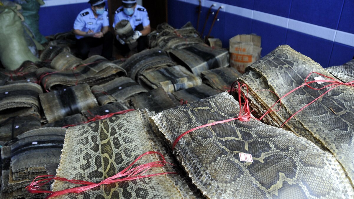 Chinese Authorities Seize 68,000 Python Skins | National Geographic