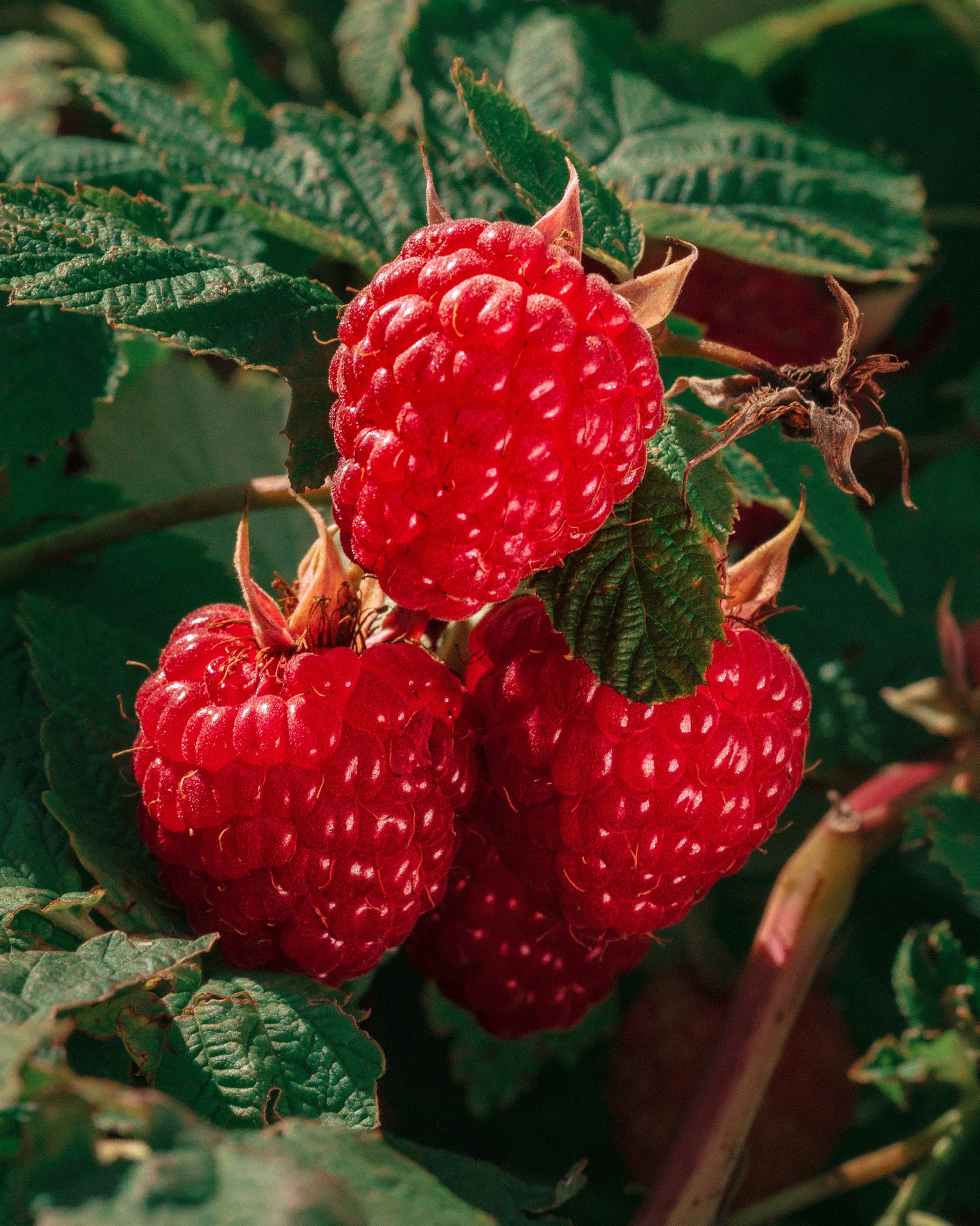 Four red raspberries hang from a green vine in Sharon, Connecticut.
