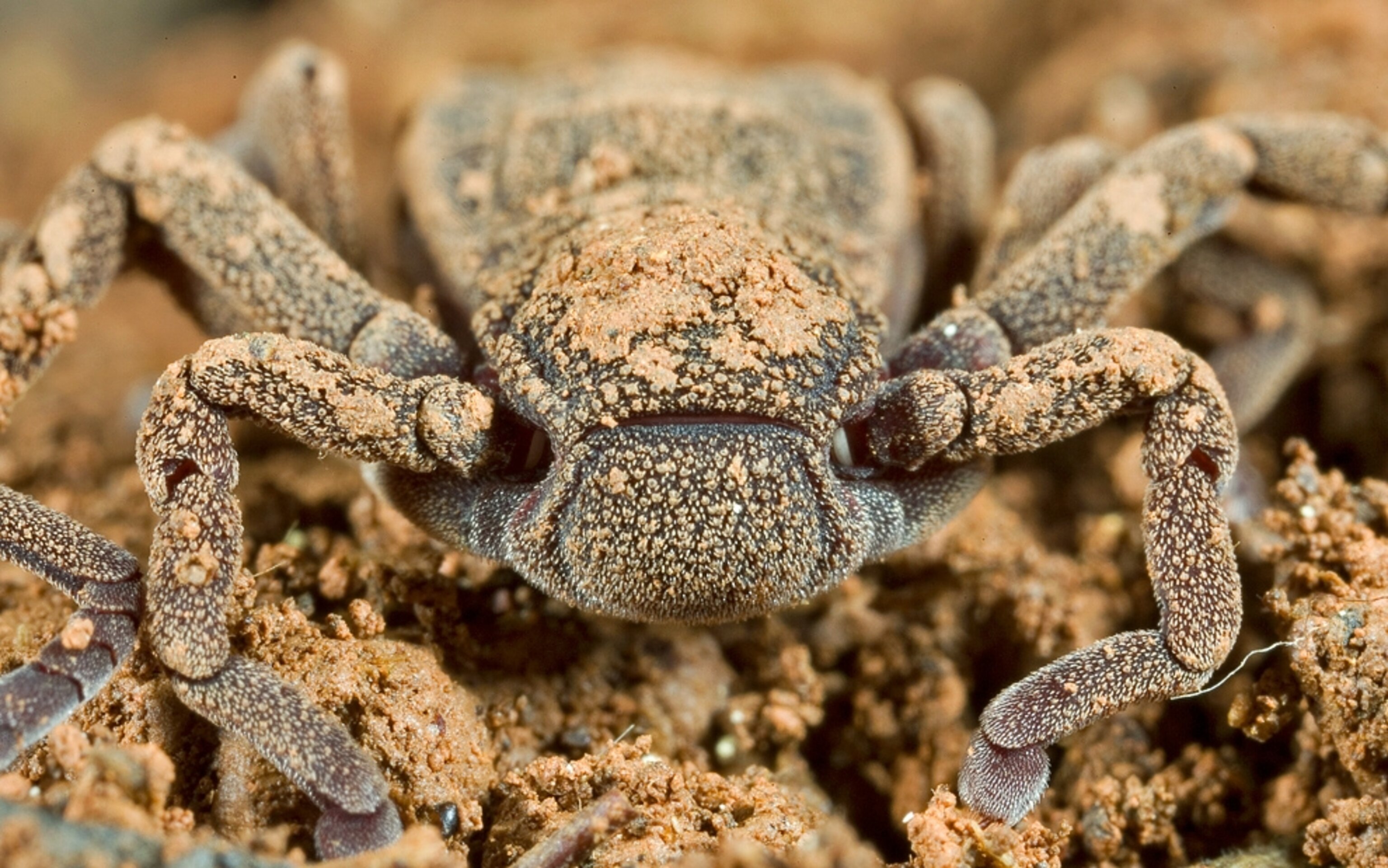a new species of spider, the Atewa dinospider, for a photo gallery of 20 surprising animals of the lat 20 years