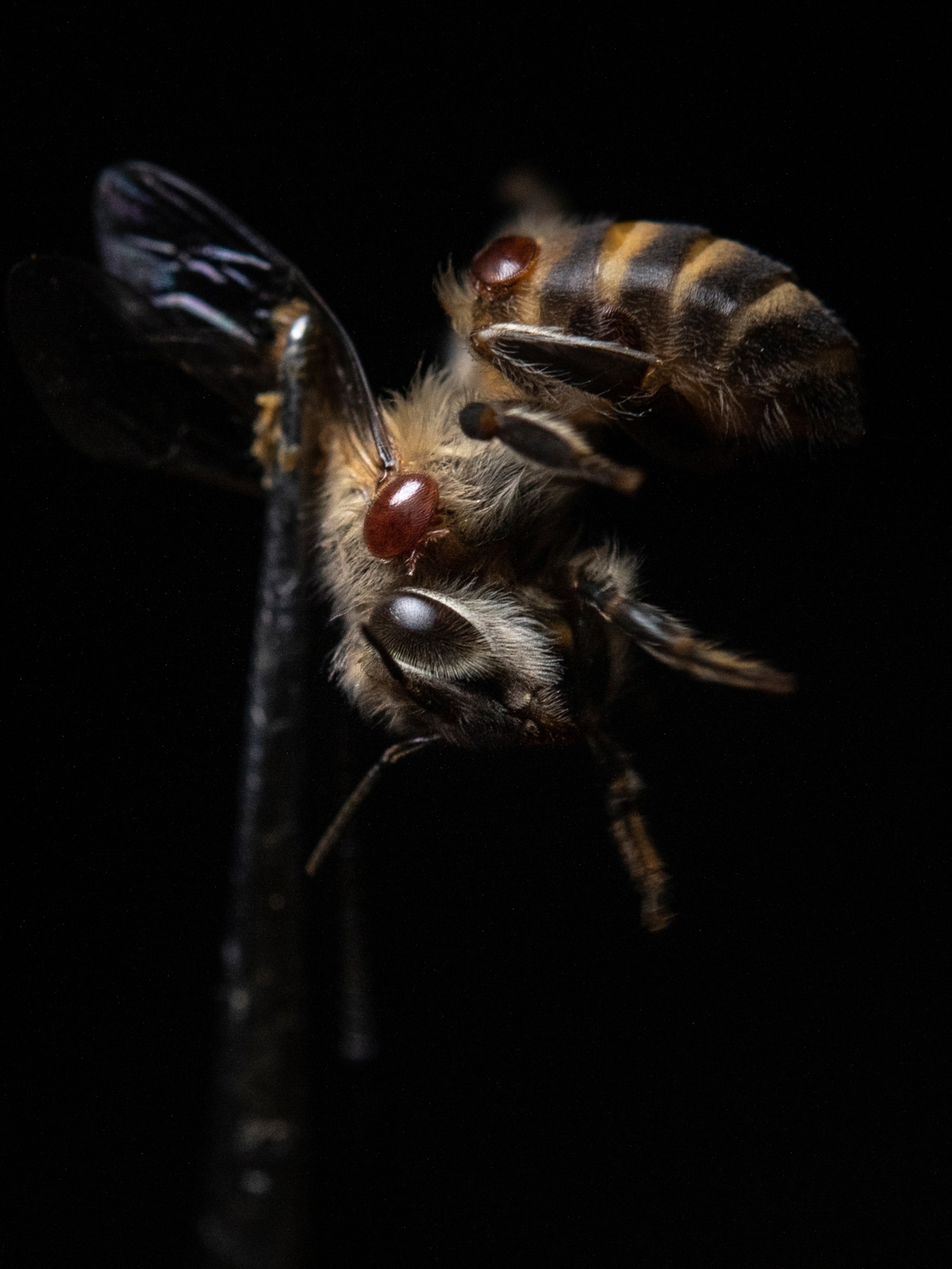 A pair of Varroa mite is seen on a young bee that is picked up with a forceps, Chiang Rai, Thailand.
